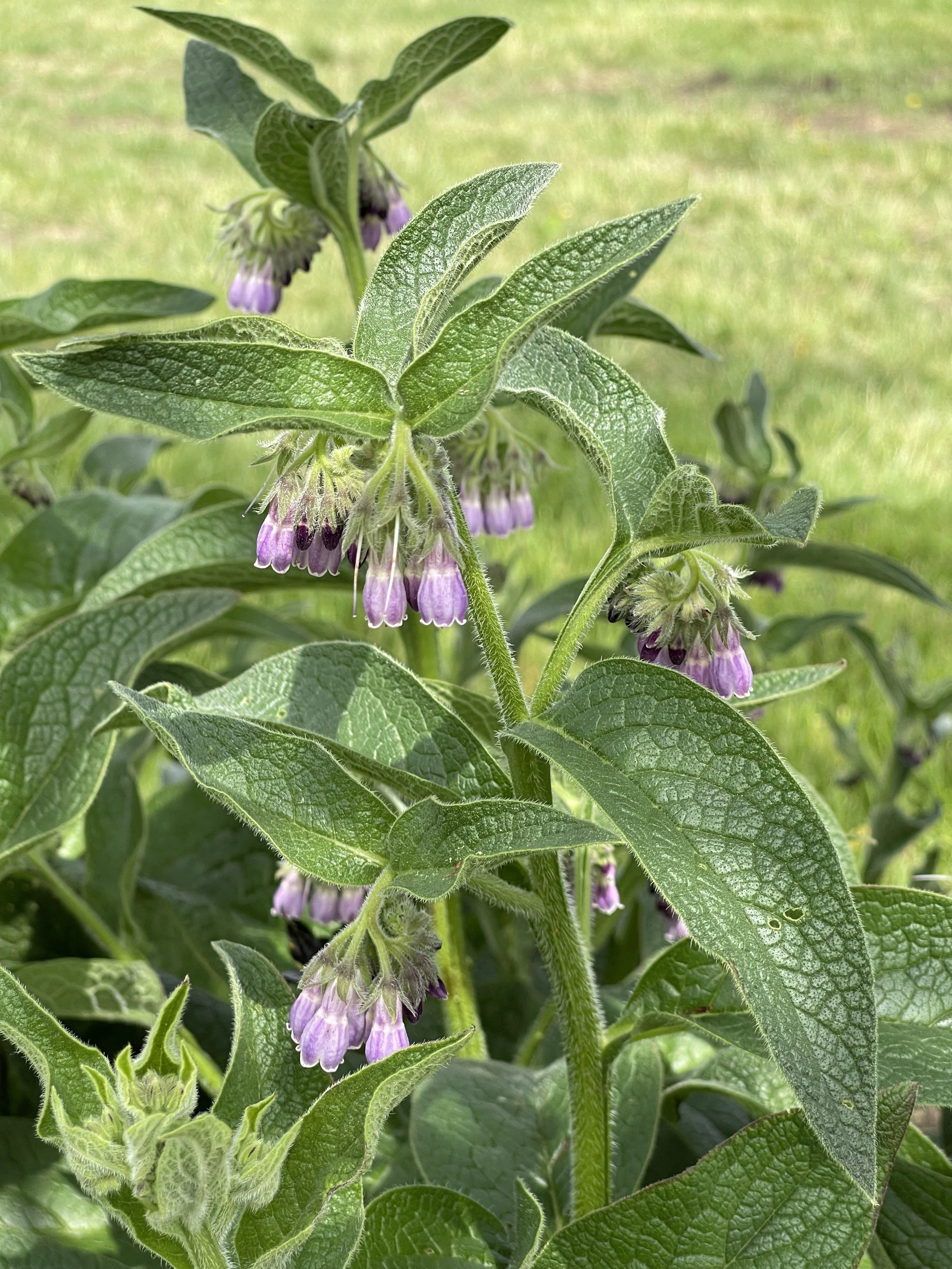 comfrey