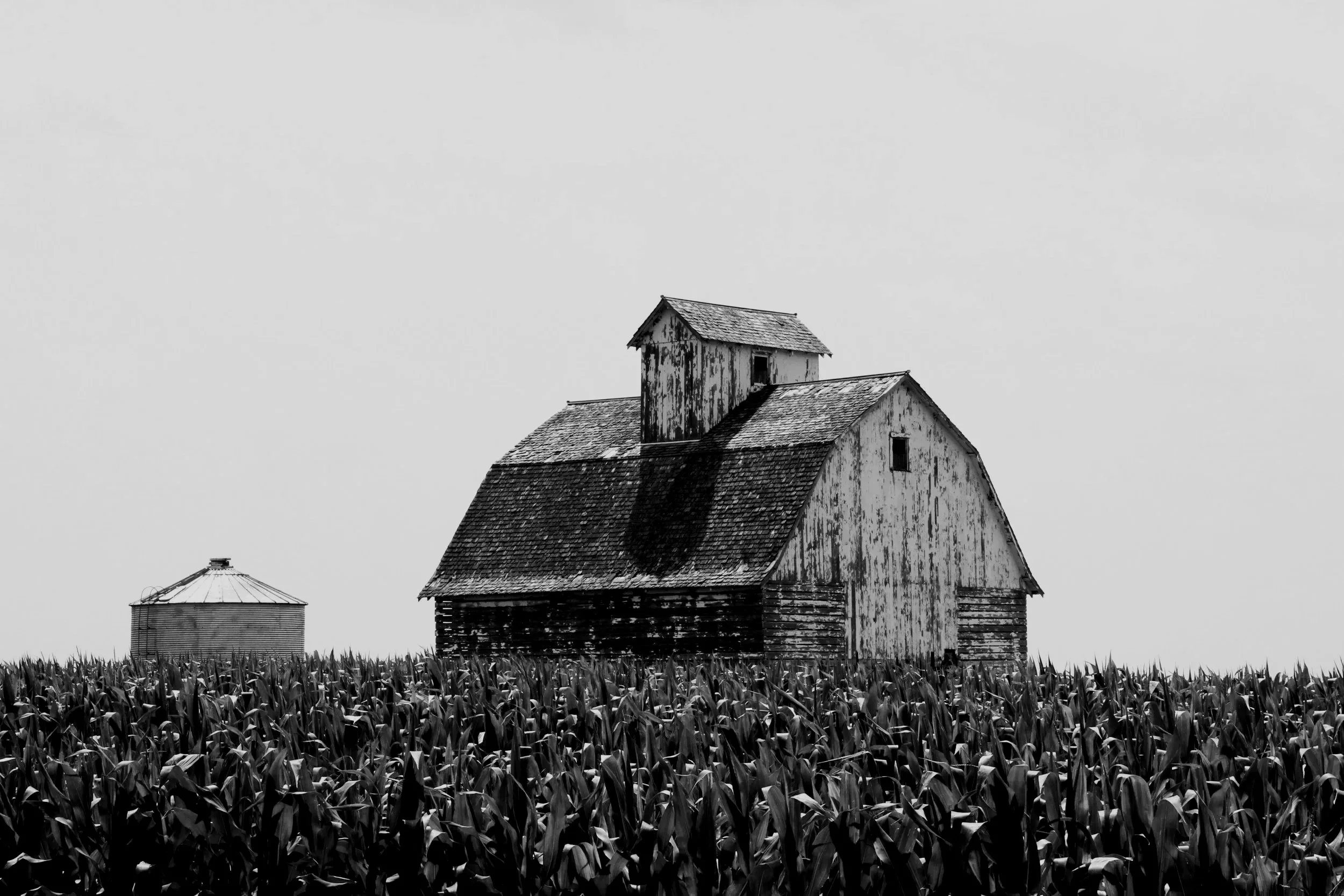 An old weathered barn with a small loft, surrounded by a cornfield, and a grain silo nearby in black and white.