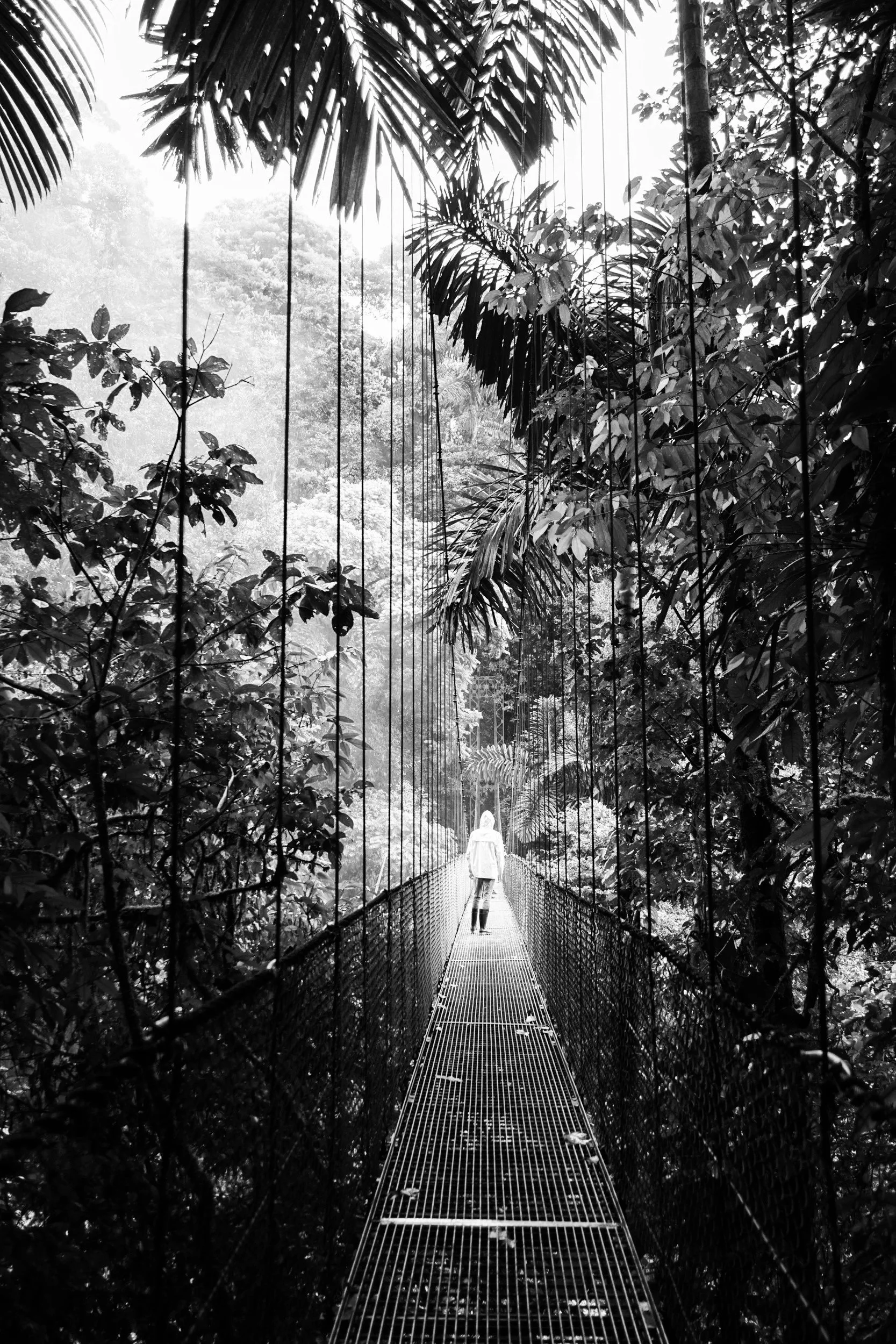 A person walking on a suspension bridge through a dense rainforest, with tall trees and large leaves surrounding the pathway.