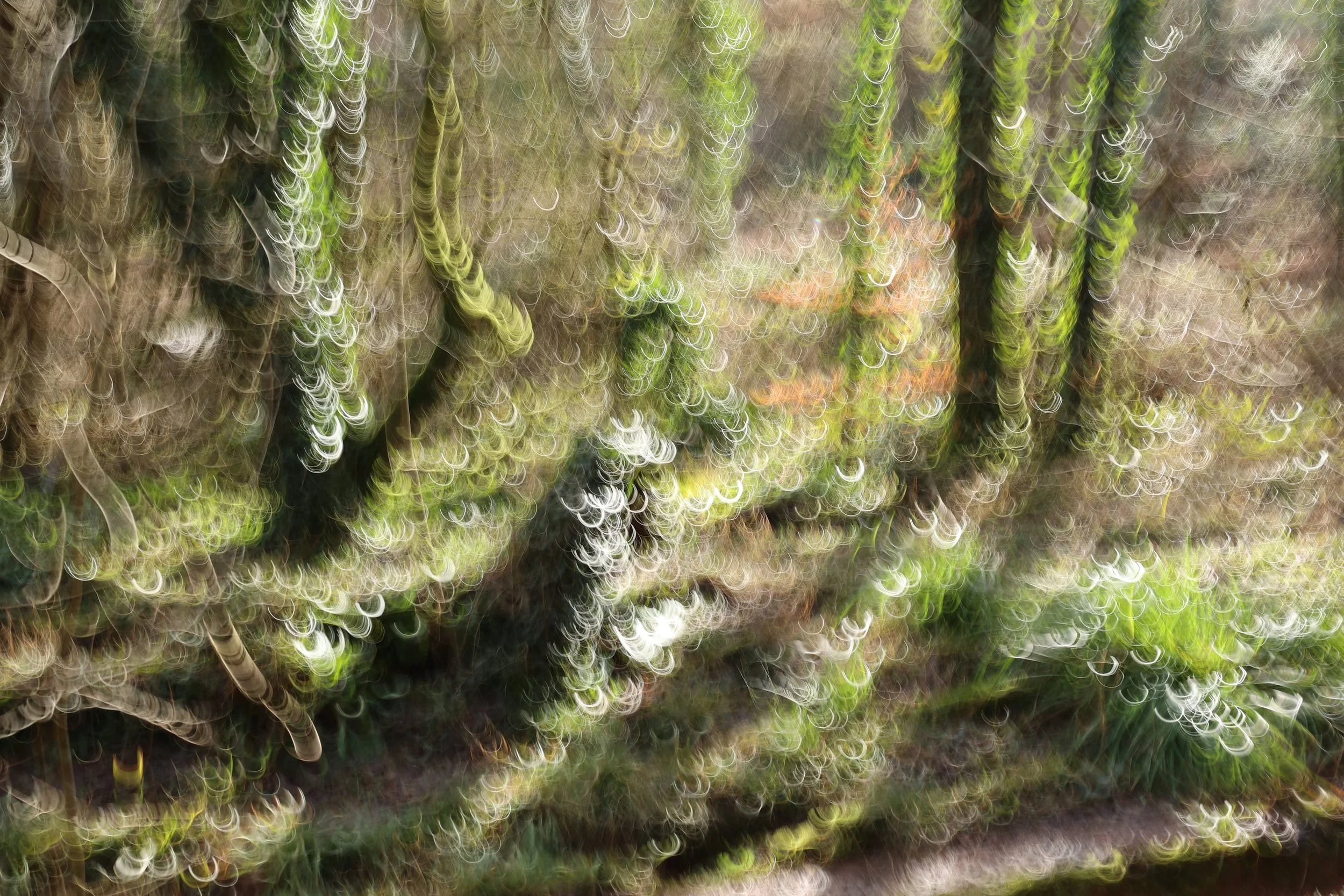 9M2D3335 merit web.jpeg