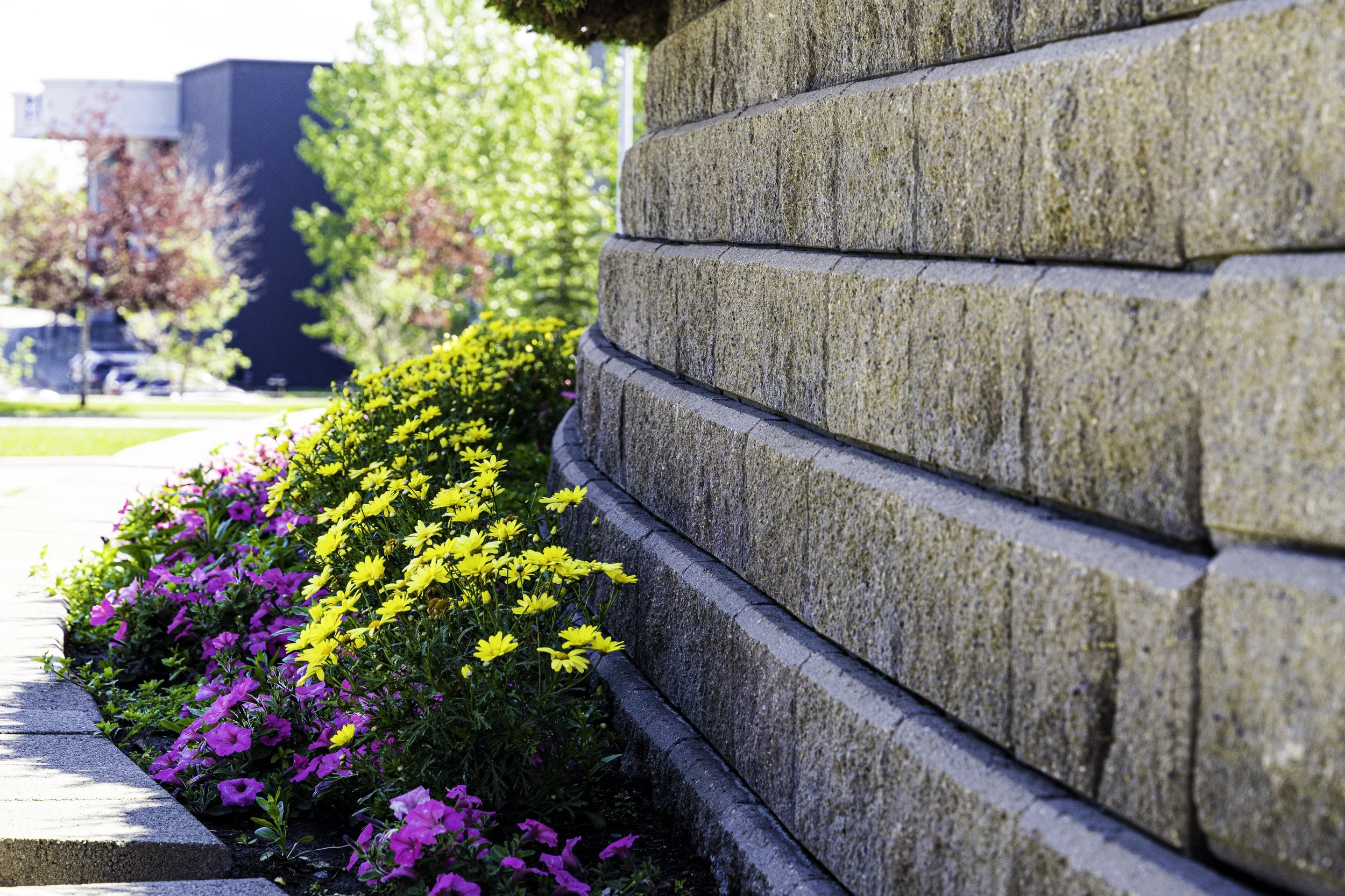 Close-up of a brick wall with a flower bed of yellow and pink flowers along the sidewalk in the background.