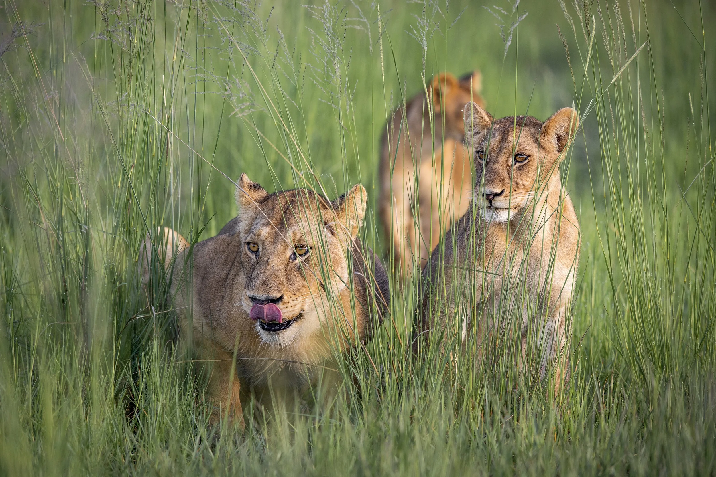 Okavango Delta Botswana 2022