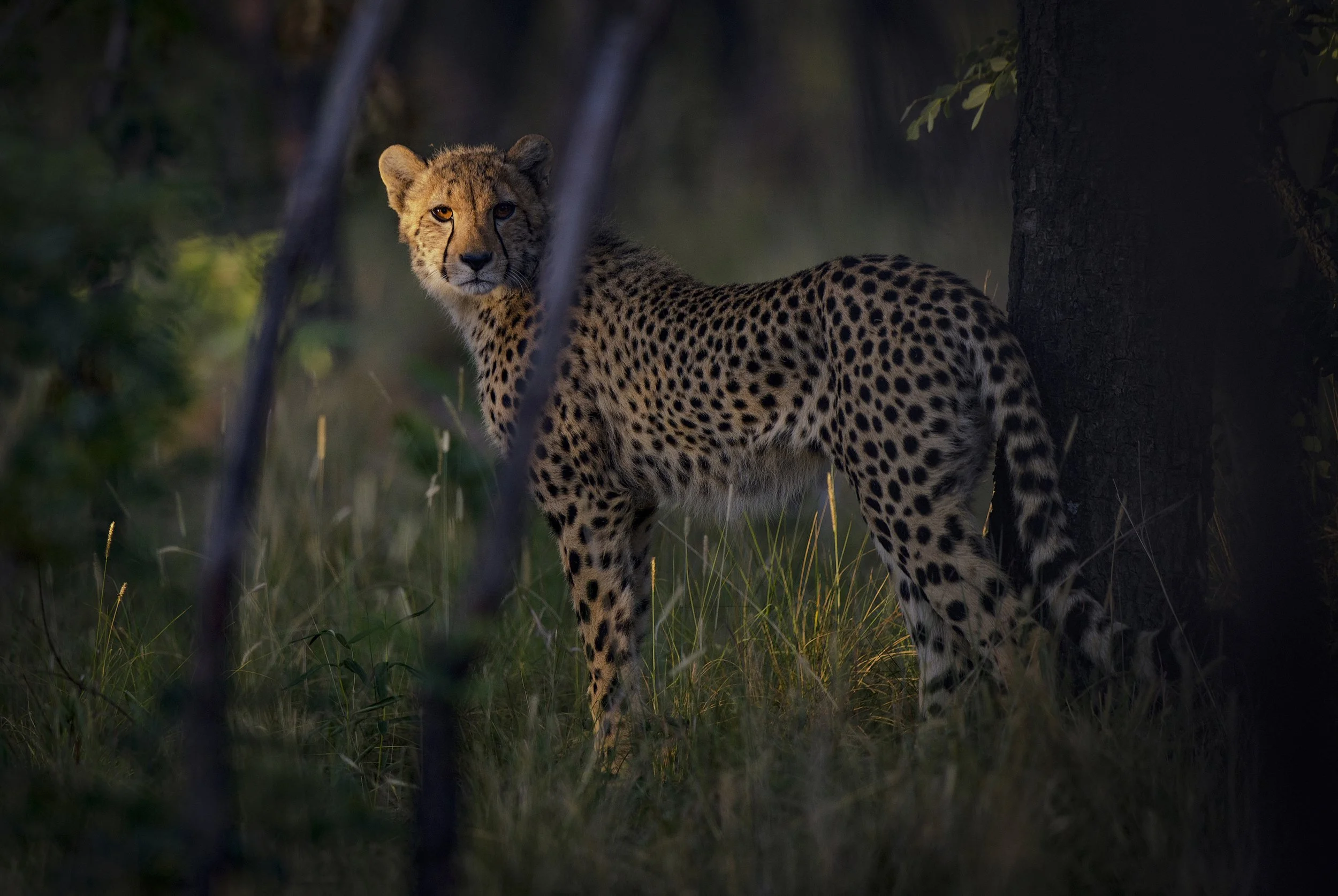 Welgevonden South Africa 2019