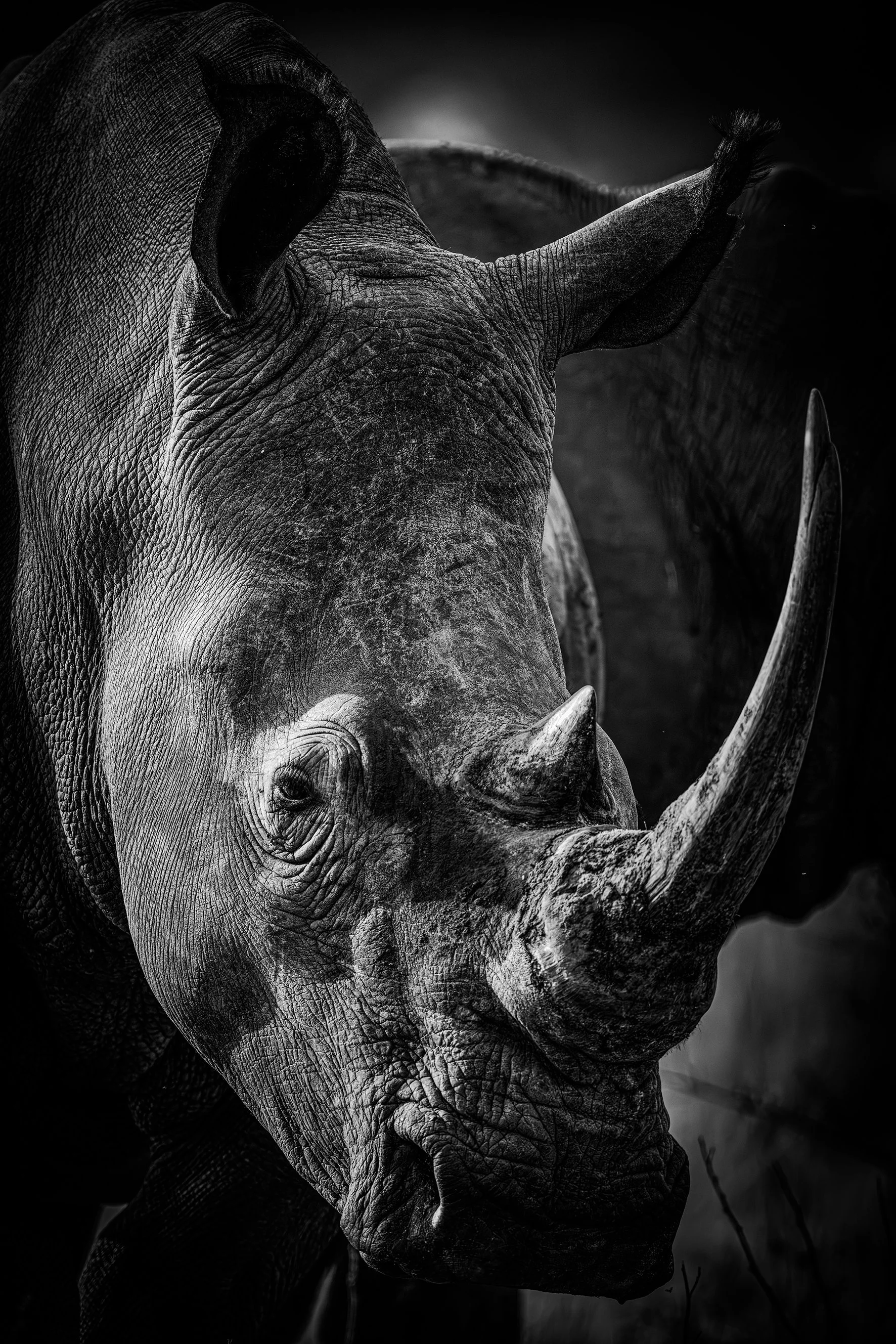 RhinoBWAfriquedusud blog.jpg