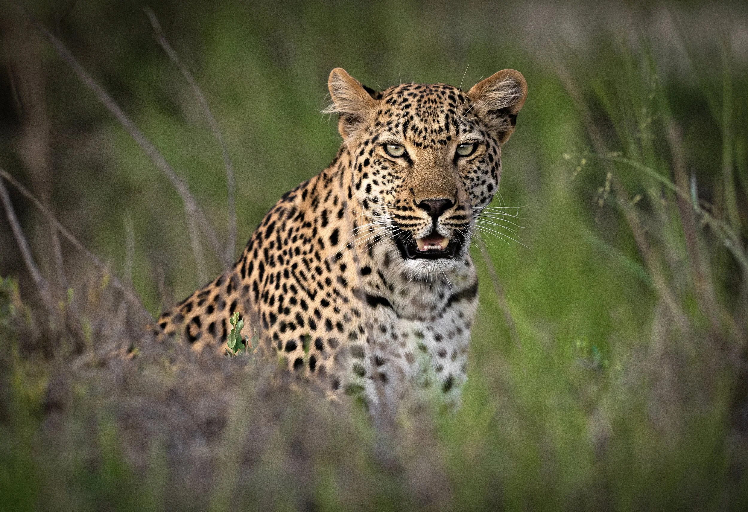 DSC_1644siteweb-Avec accentuation-NR.jpg