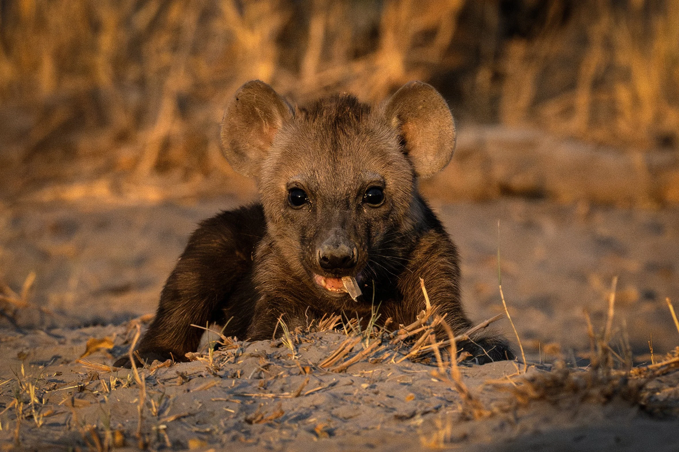 DSC_2940 Blog-Avec accentuation-NR.jpg