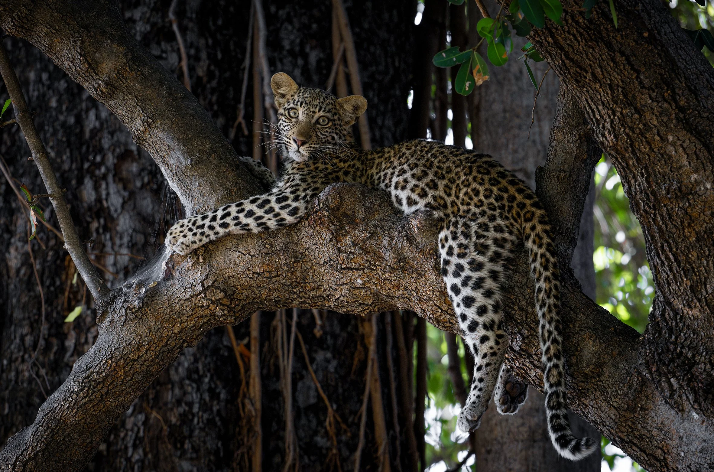 DSC_7808blog pour insta-Avec accentuation-NR.jpg