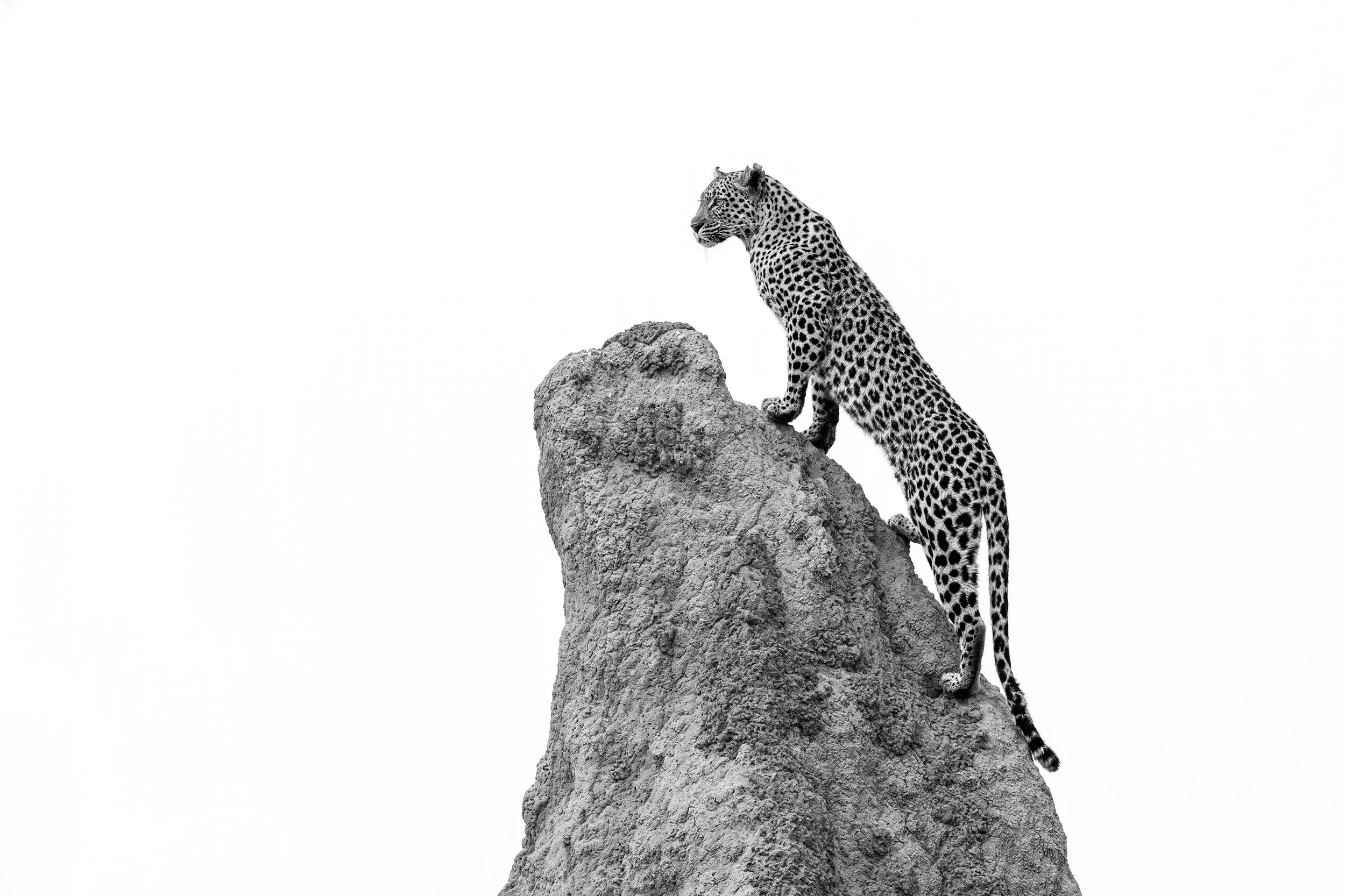 LeopardBWBotswana2024blog.jpg