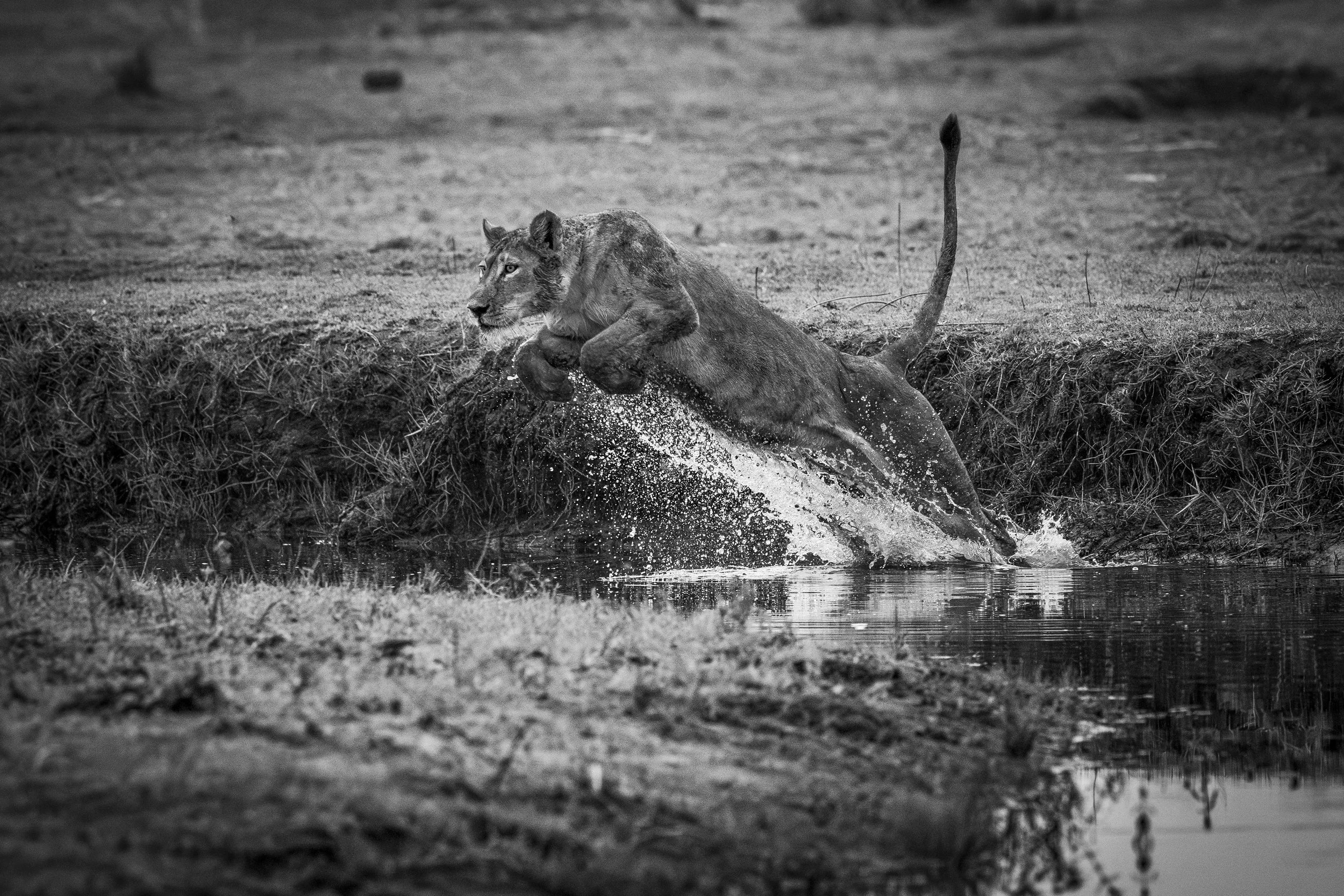 DSC_8299blog-Avec accentuation-NR.jpg