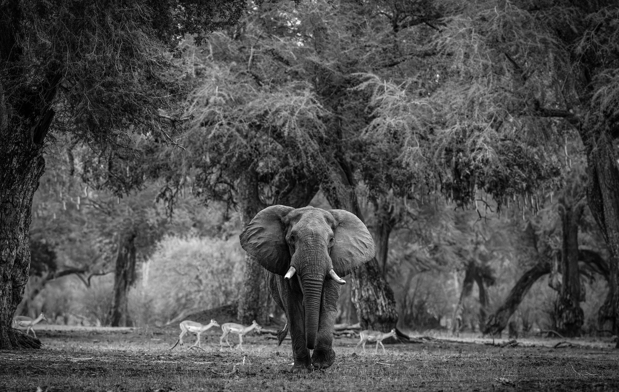 DSC_4103-Avec accentuation-NR.jpg