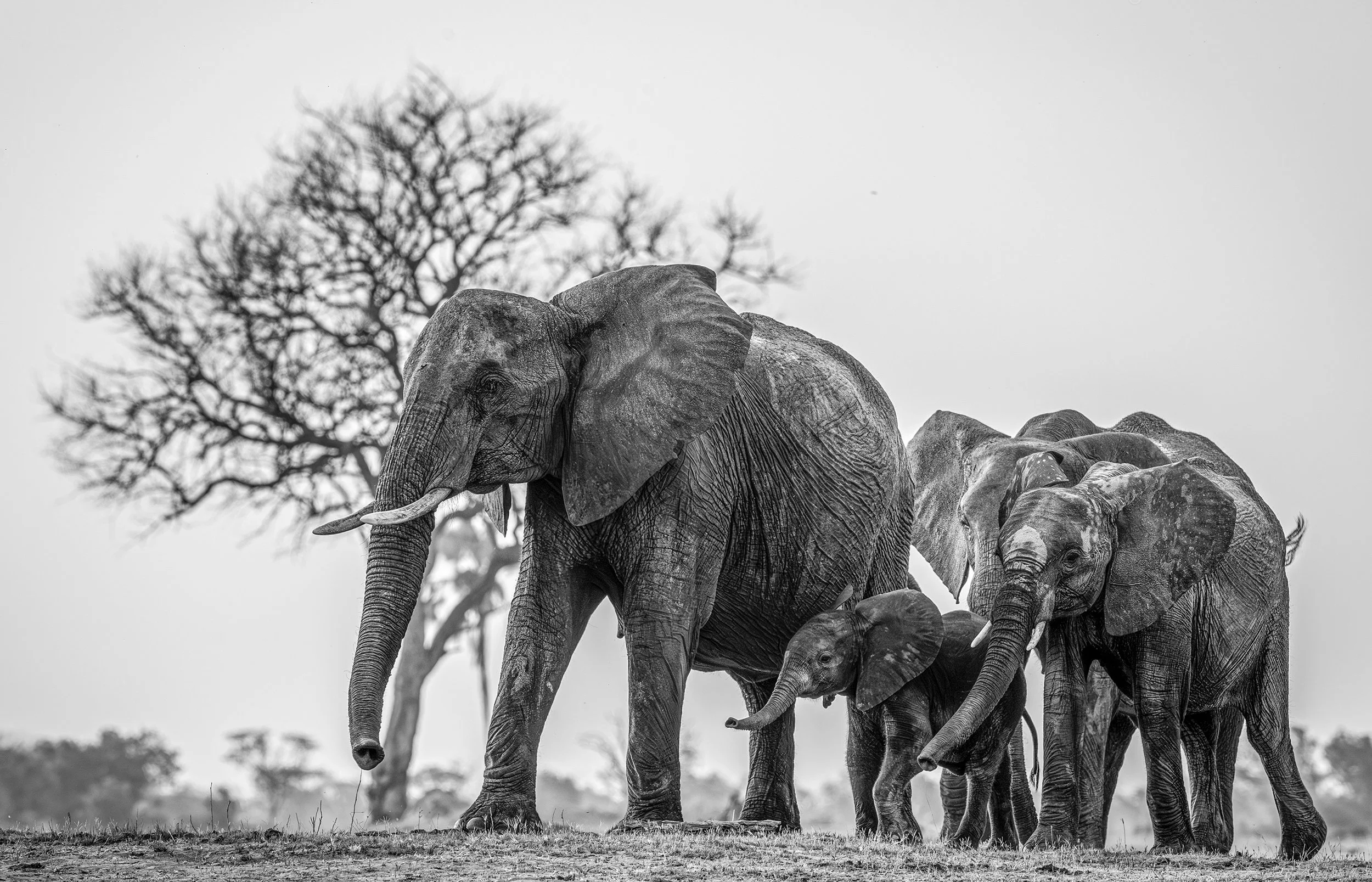 DSC_8452blog-Avec accentuation-NR.jpg