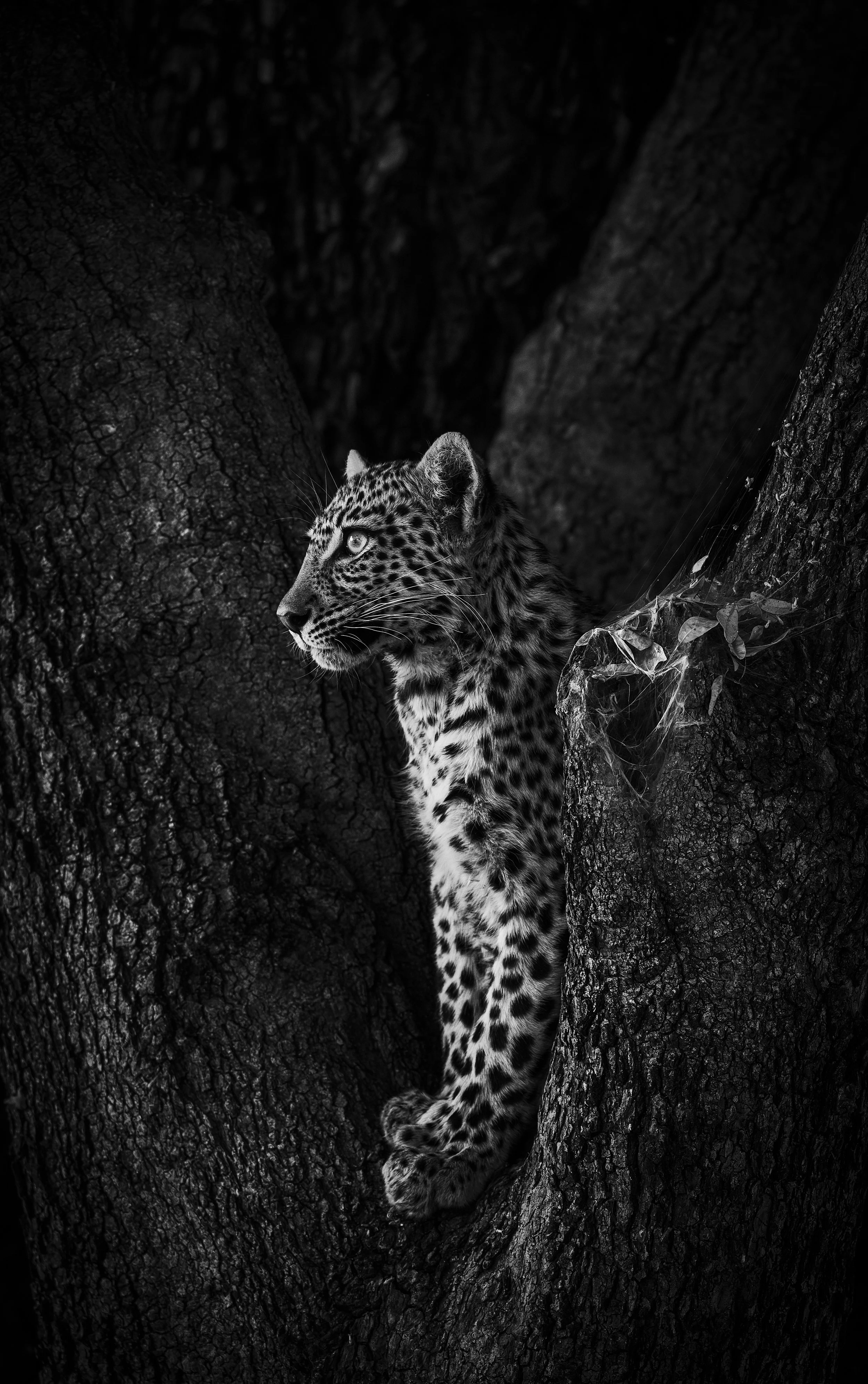 leopardverticalBotswana2024blog.jpg