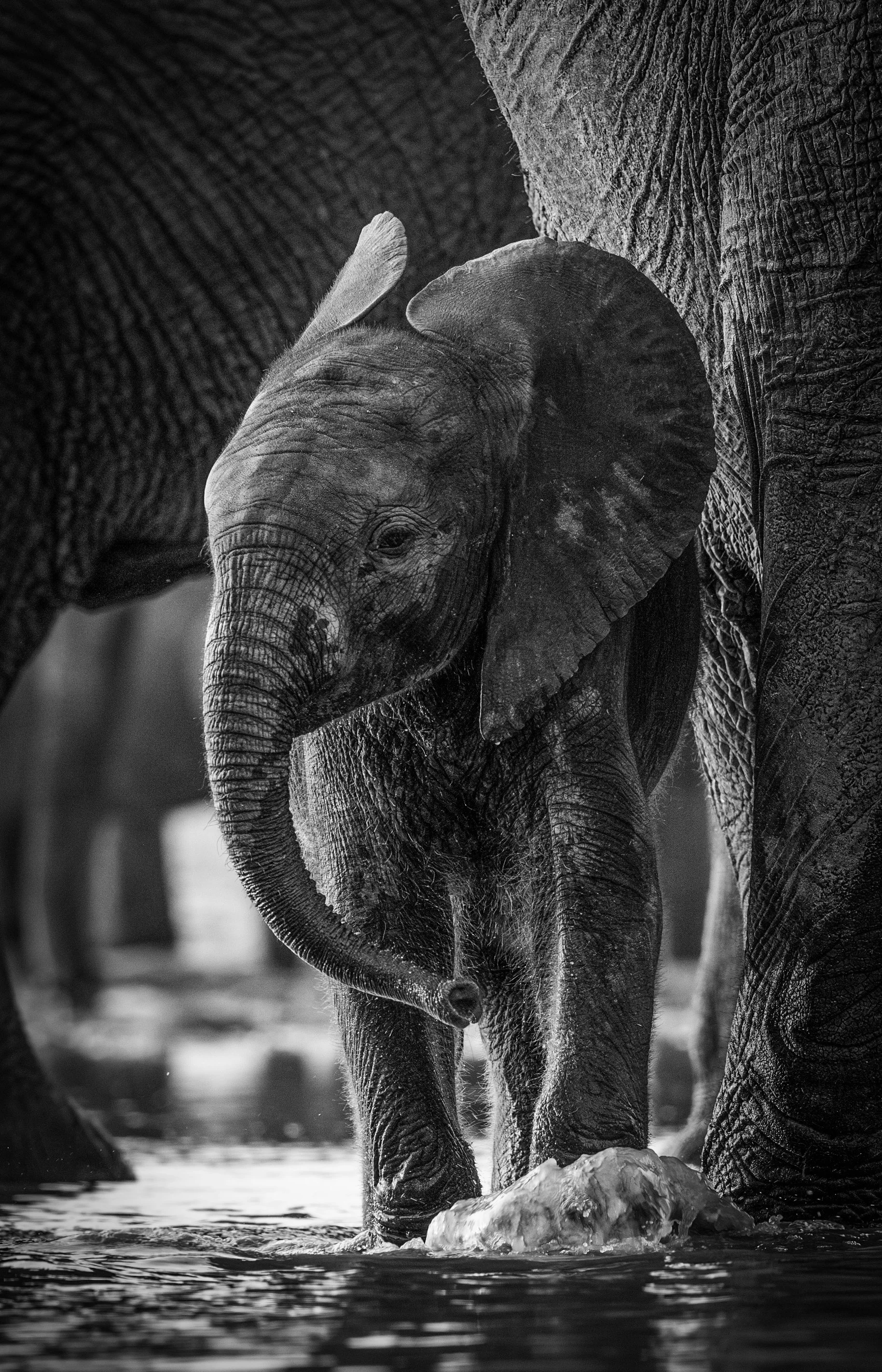 DSC_8491-Avec accentuation-NR.jpg