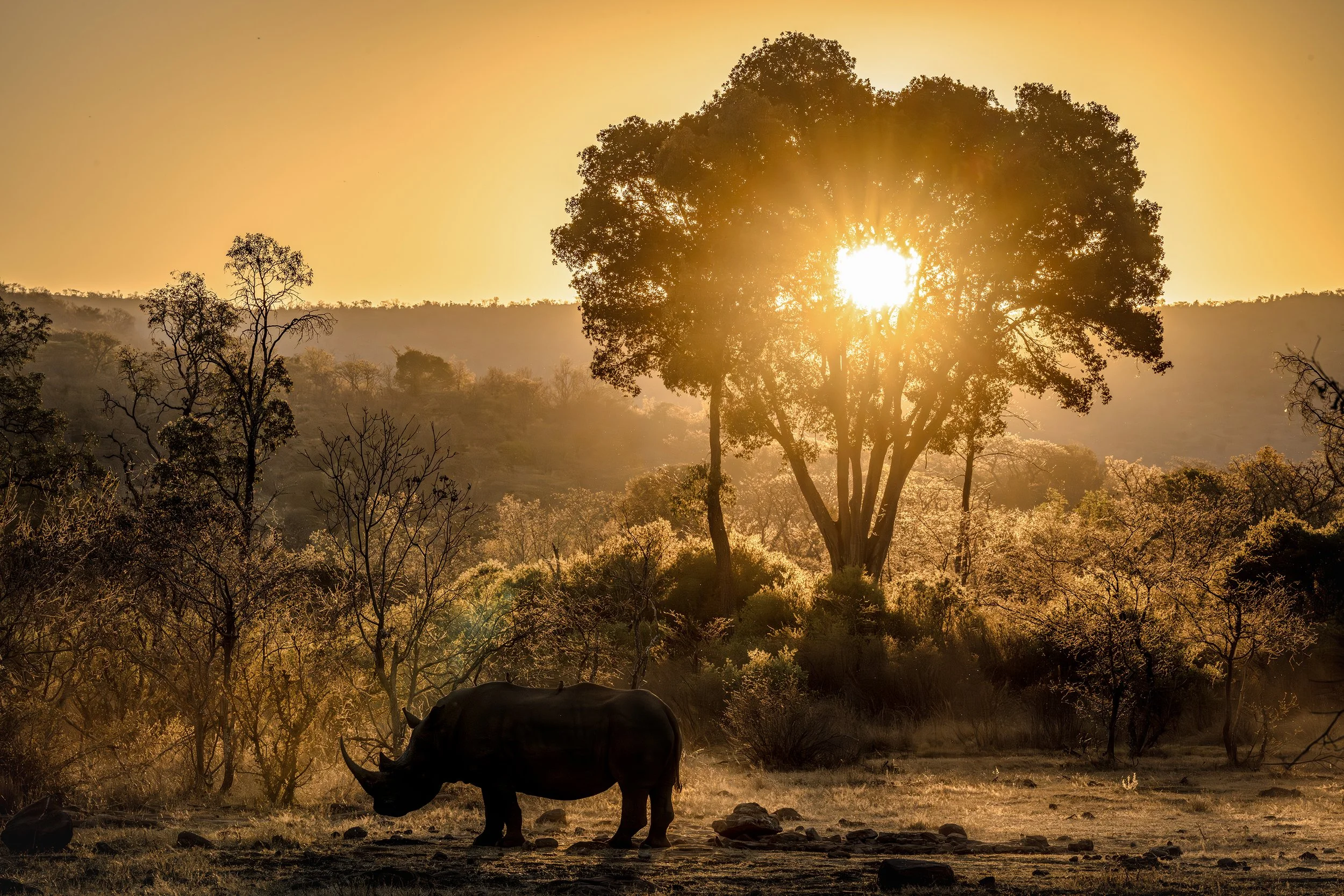 The silent guardians of the Waterberg