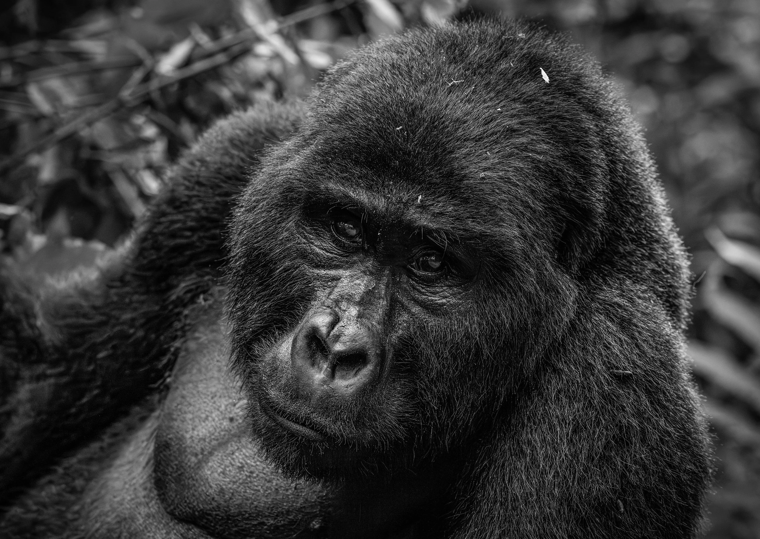 DSC_4967blog-Avec accentuation-NR.jpg