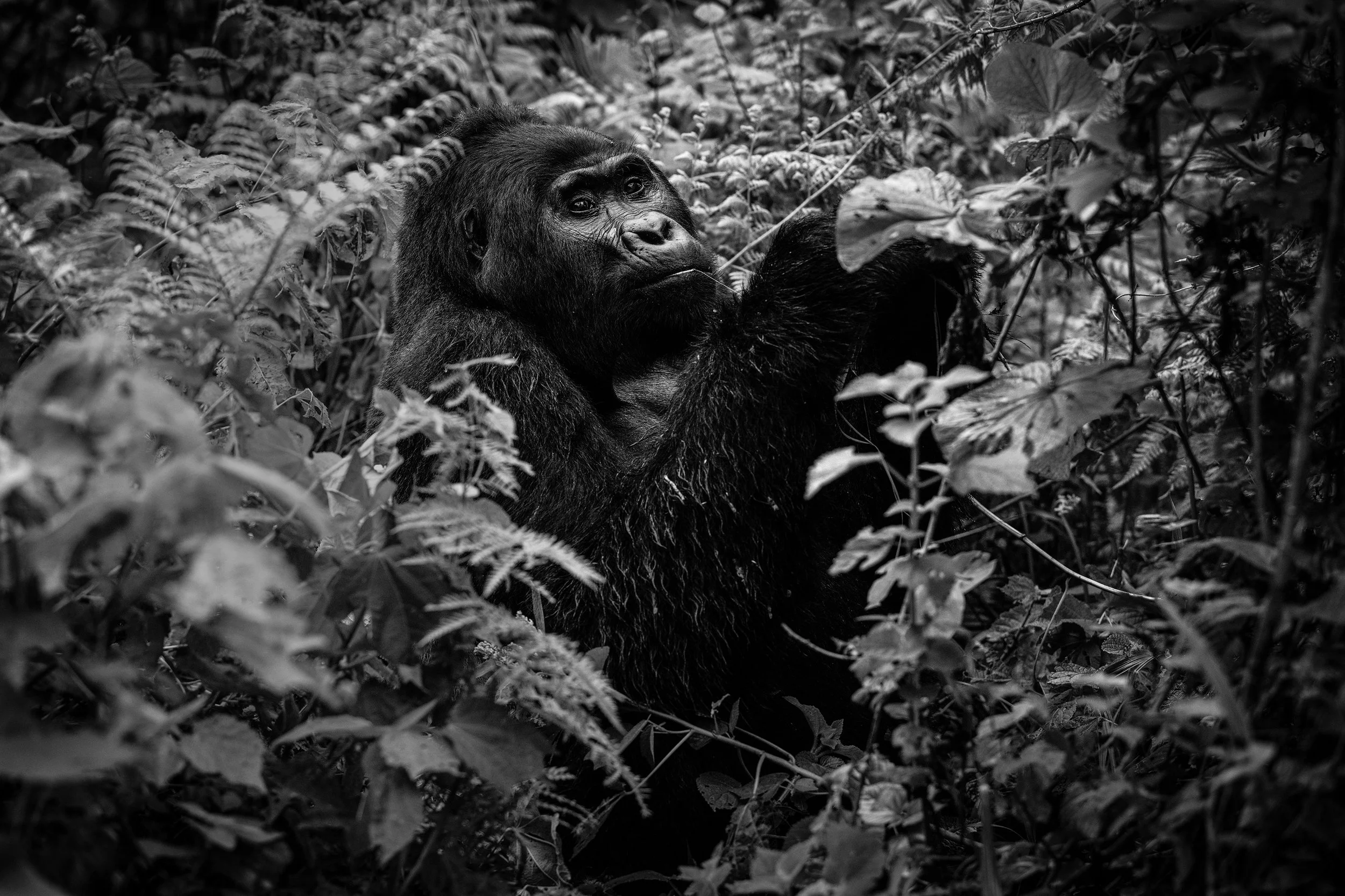 Bwindi : Lords of the Emerald Forest