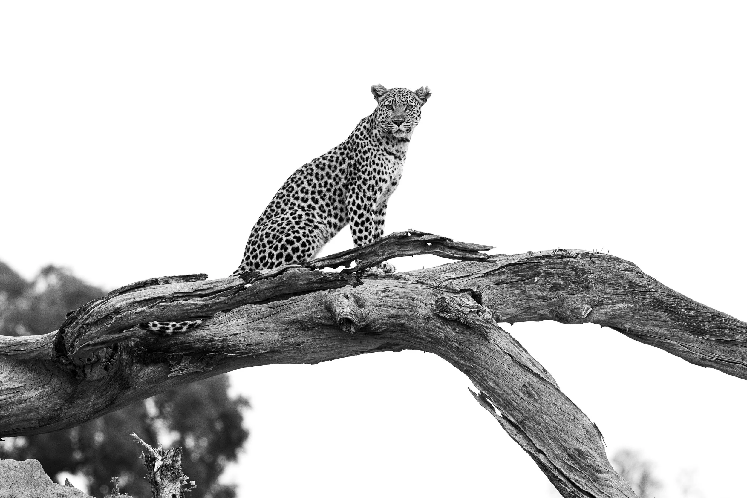 DSC_8518blog-Avec accentuation-NR.jpg