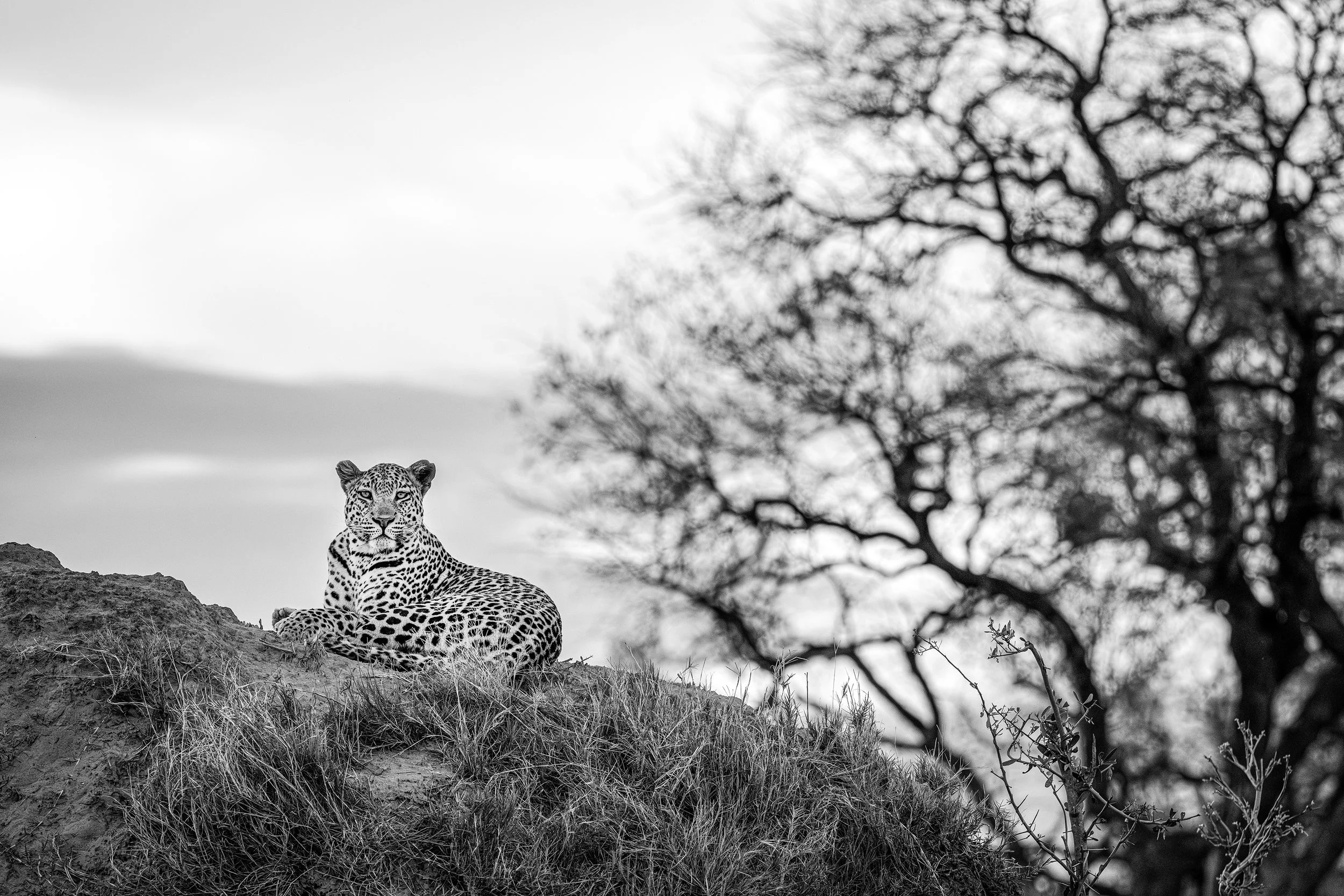 DSC_4377blog-Avec accentuation-NR.jpg