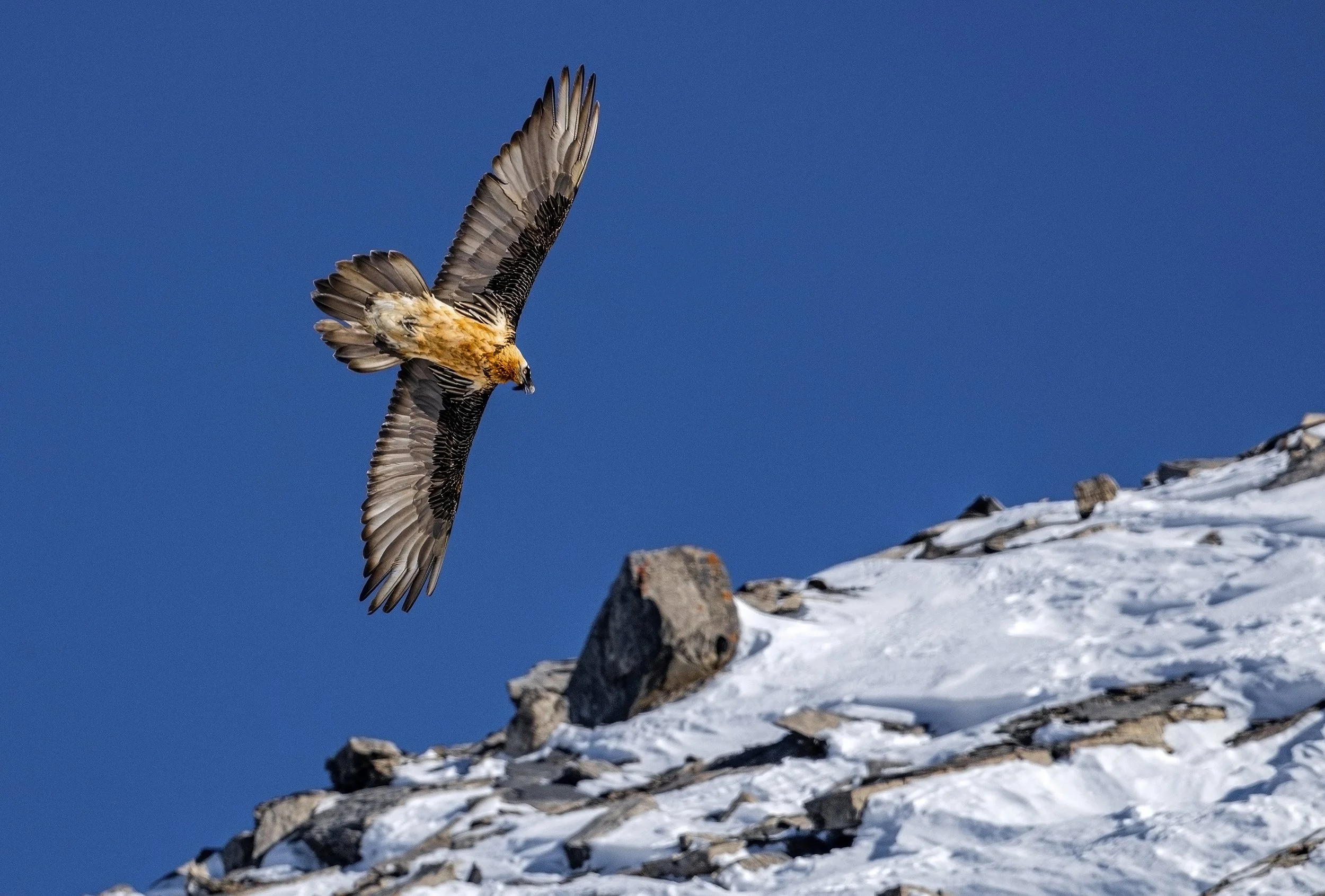 DSC_0201siteweb-Avec accentuation-NR 2.jpg