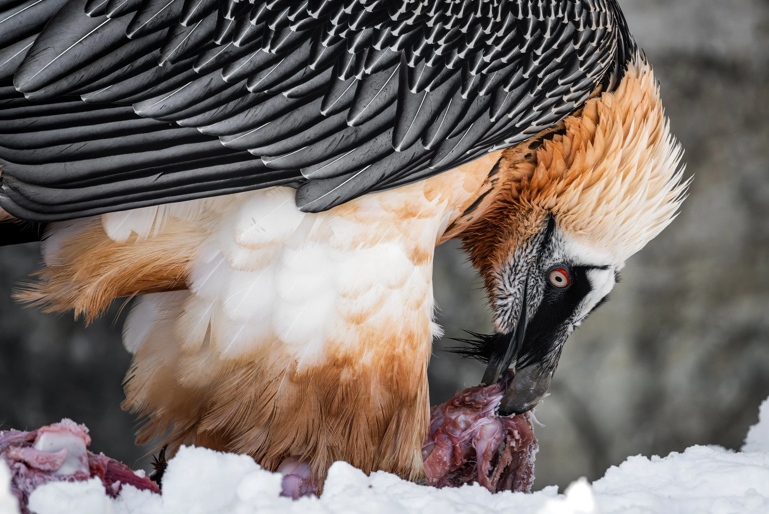 DSC_3192blog-Avec accentuation-NR.jpg