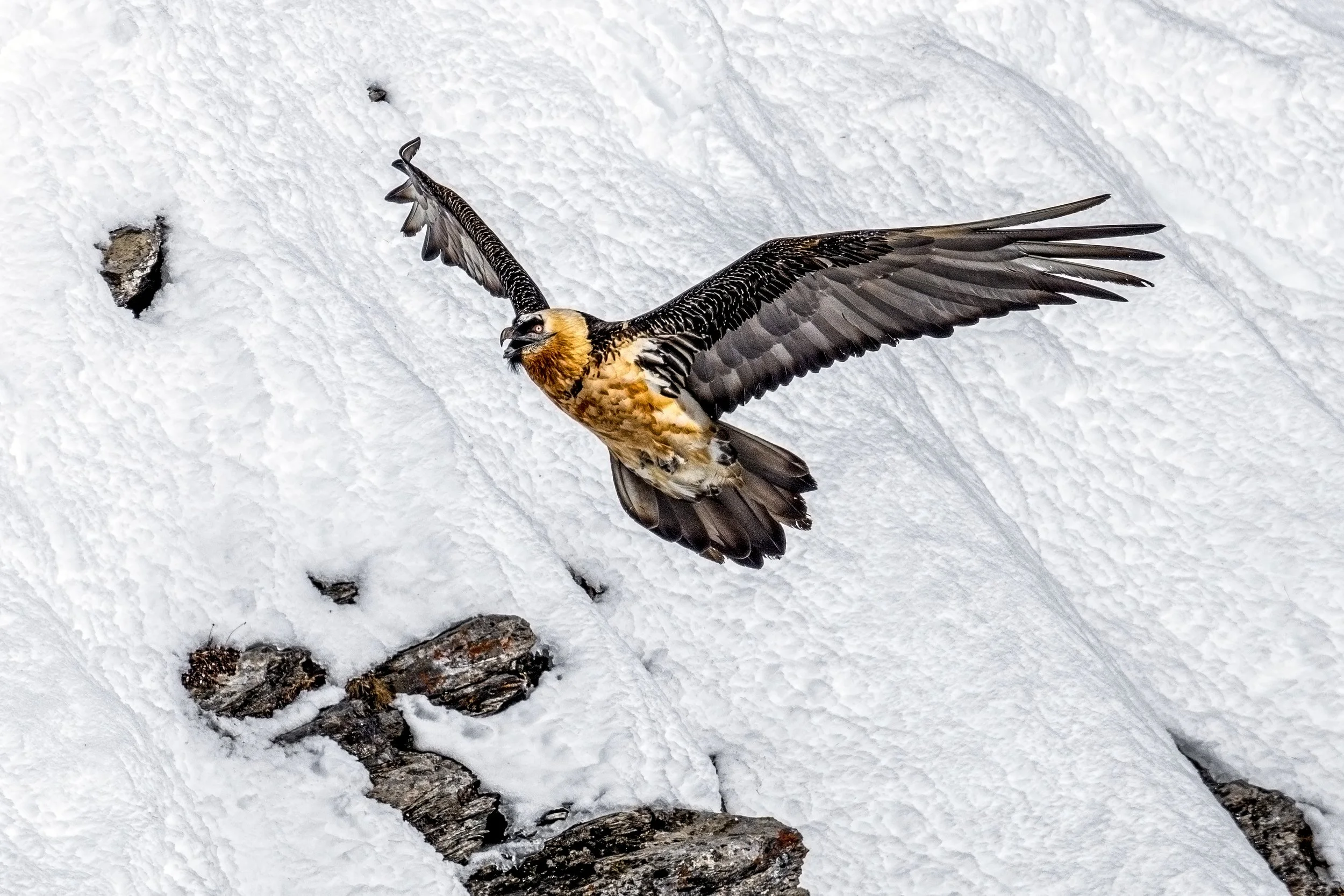 DSC_9808blog-Avec accentuation-NR.jpg