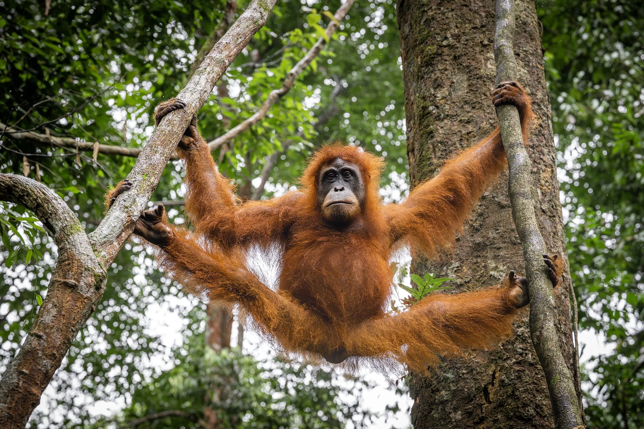 Guardians of the Leuser