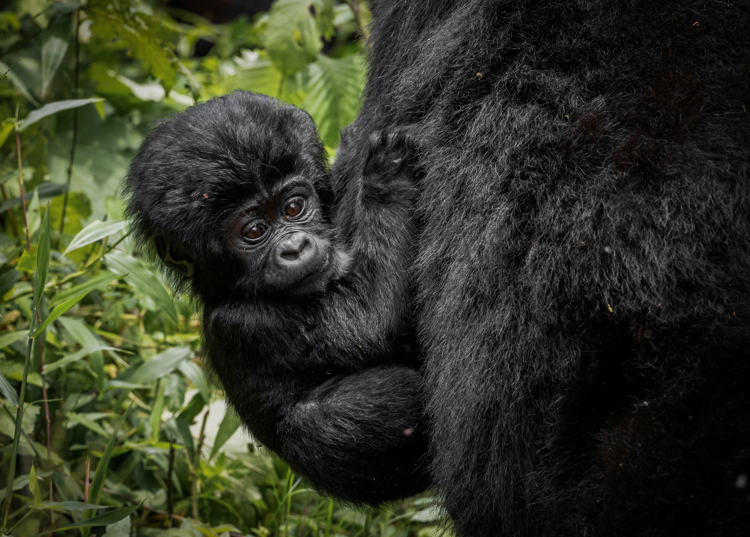 Bwindi Impenetrable Forest Uganda 2024
