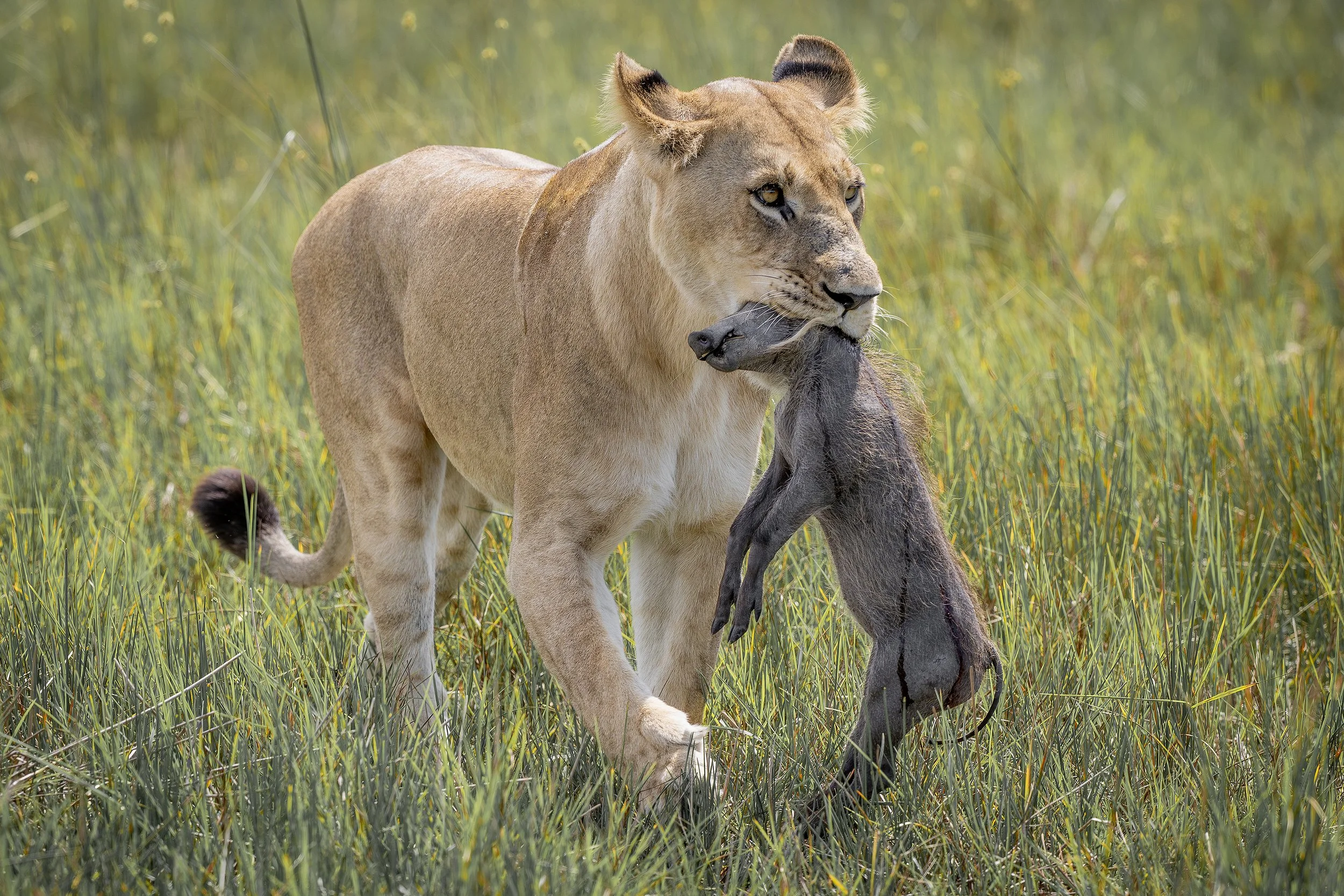 Okavango Delta Botswana 2023