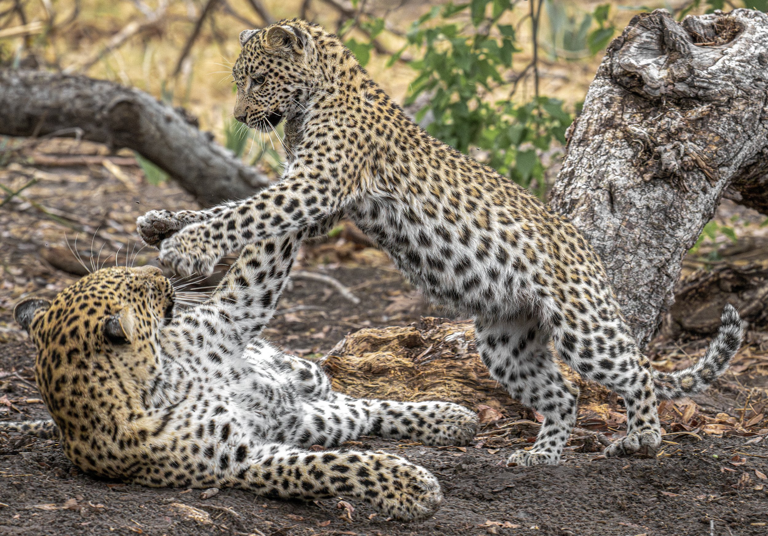 Okavango Delta Botswana 2024