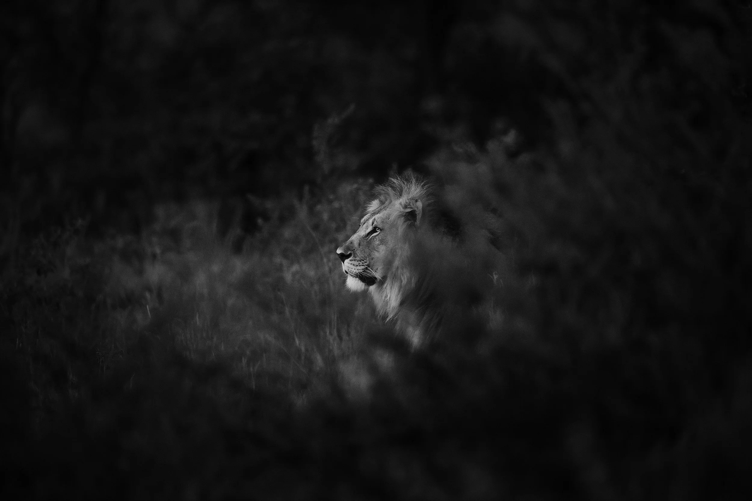 Welgevonden South Africa 2019