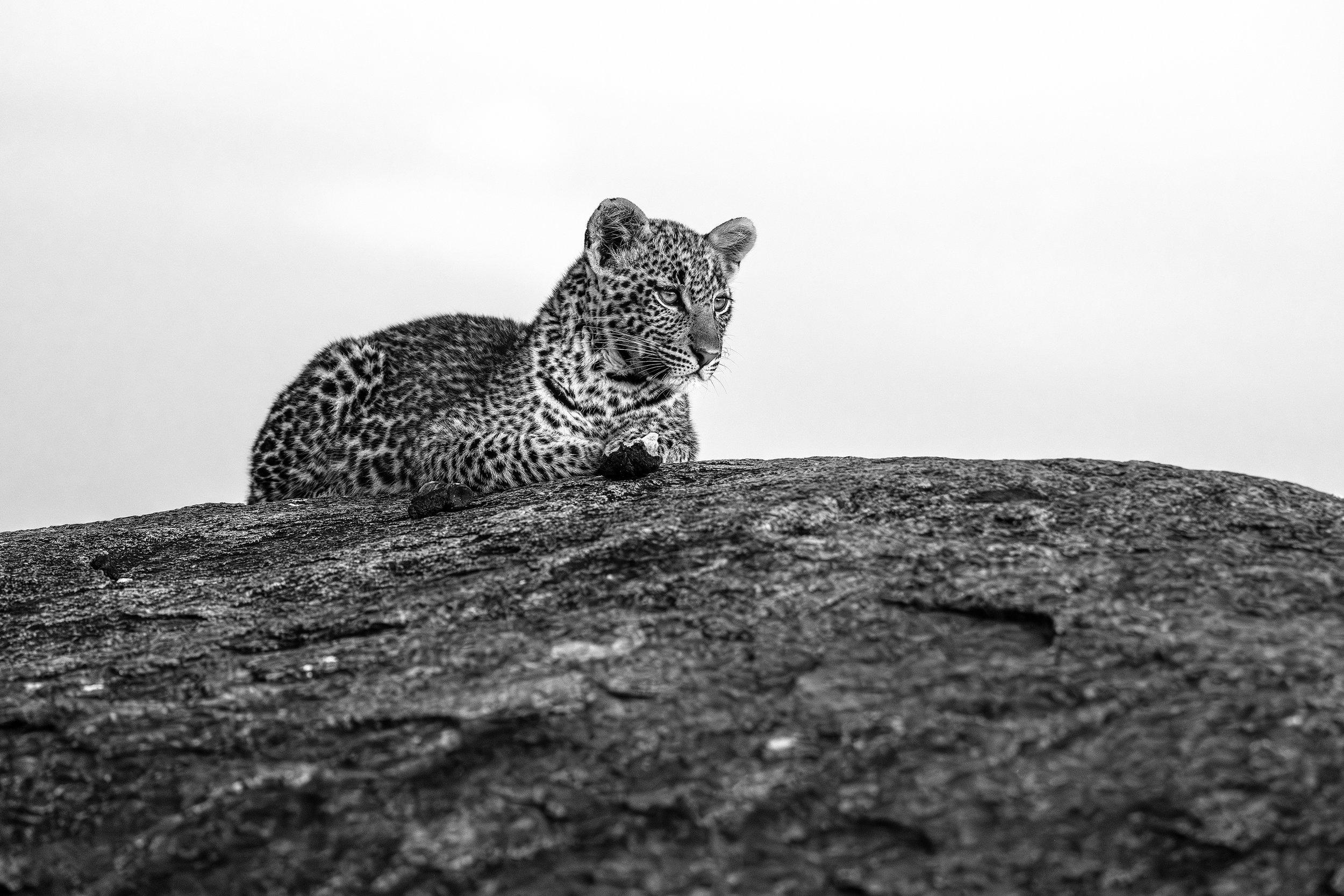 Serengeti Tanzania 2025