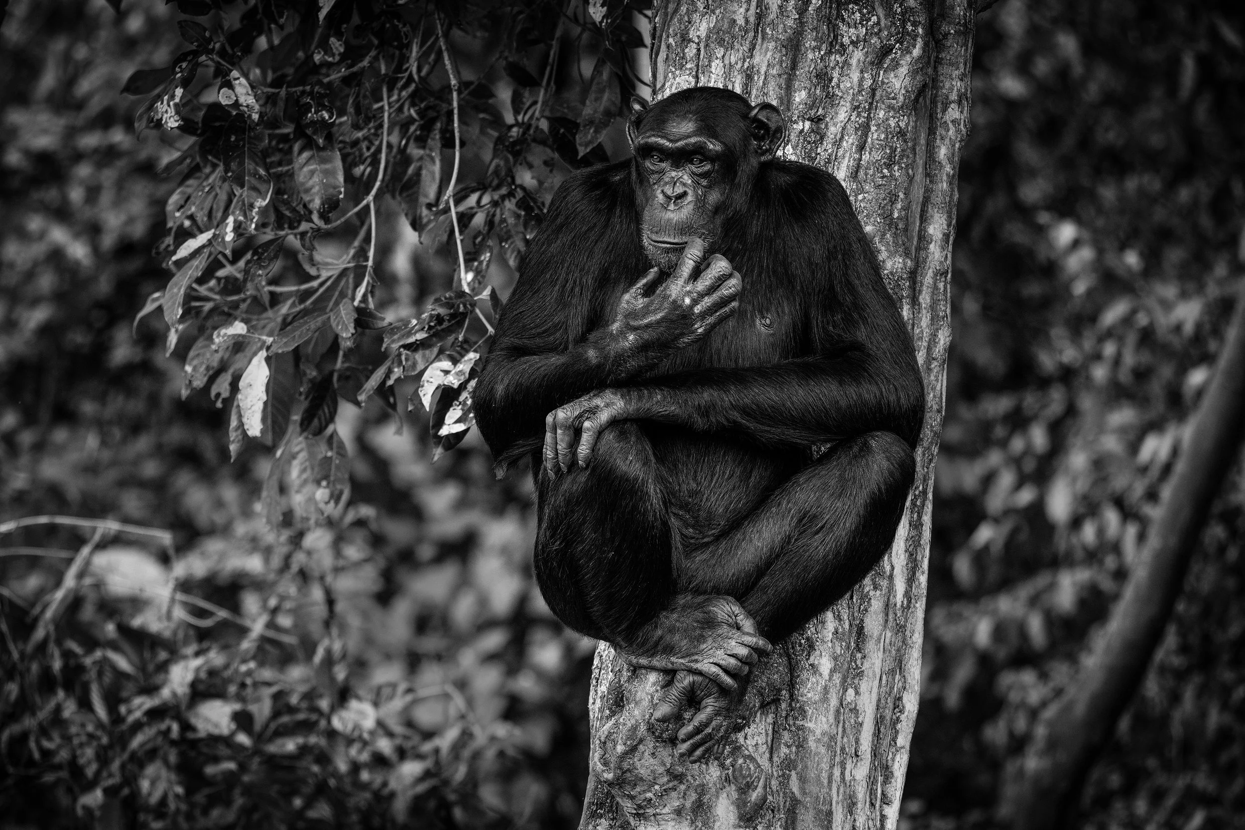 Kibale Forest Uganda 2024