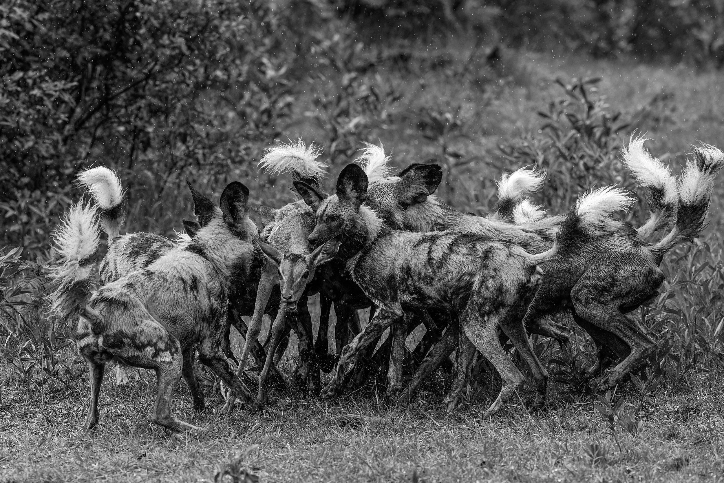 Okavango Delta Botswana 2024