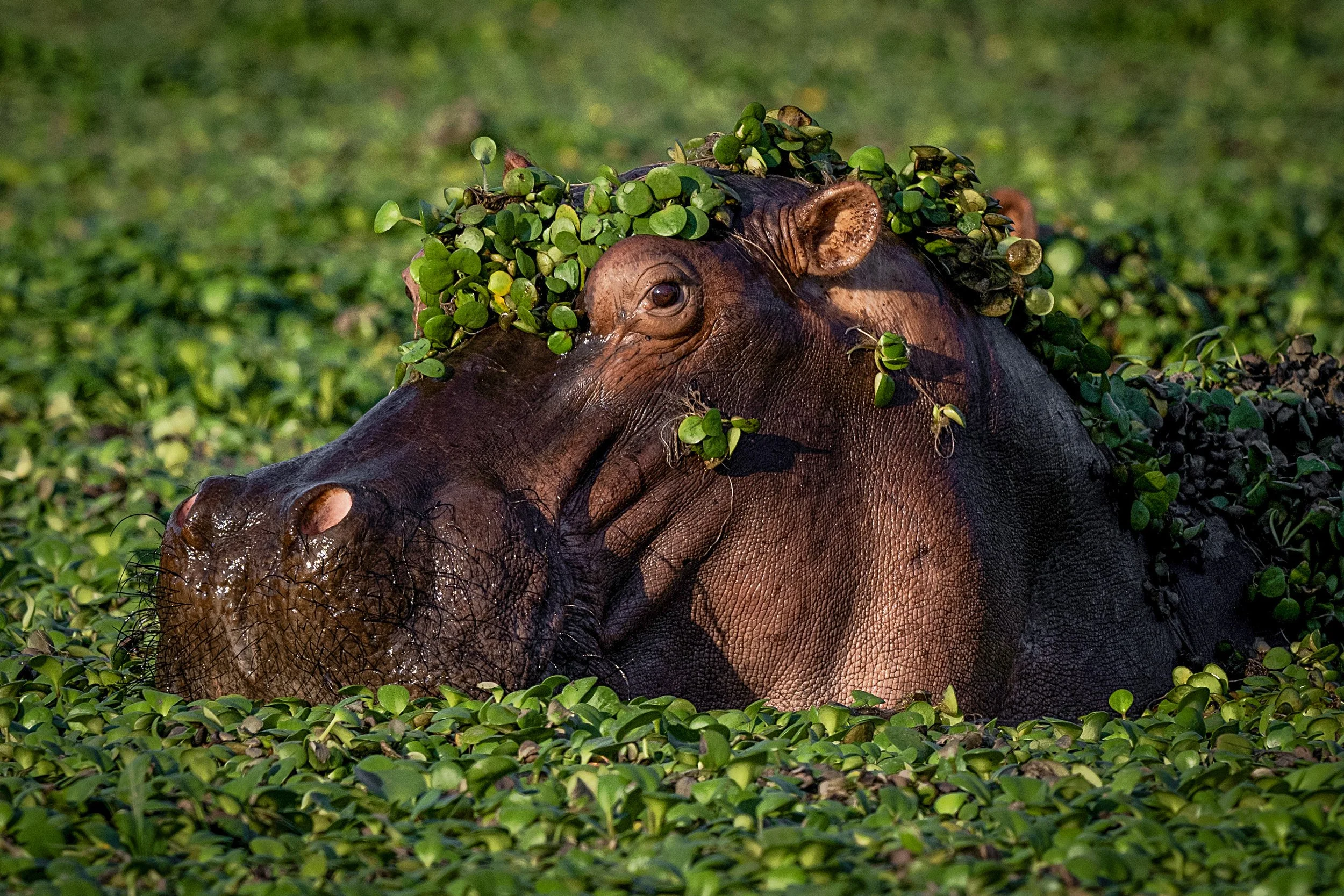 Mana Pools Zimbabwe 2023