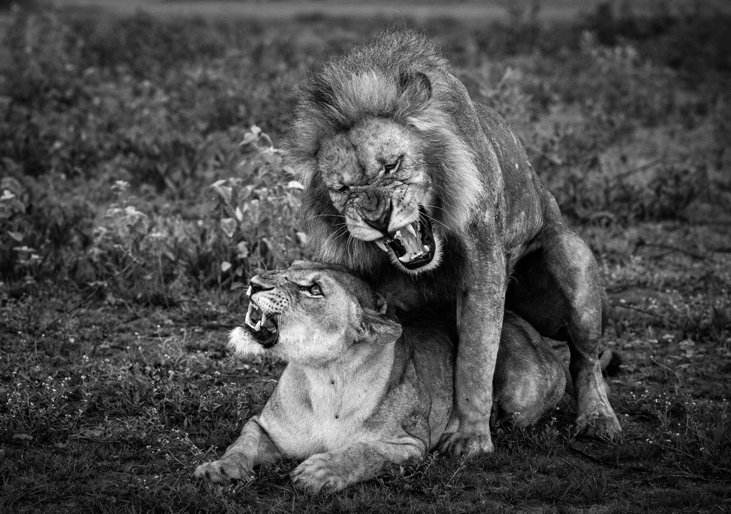 Okavango Delta Botswana 2022