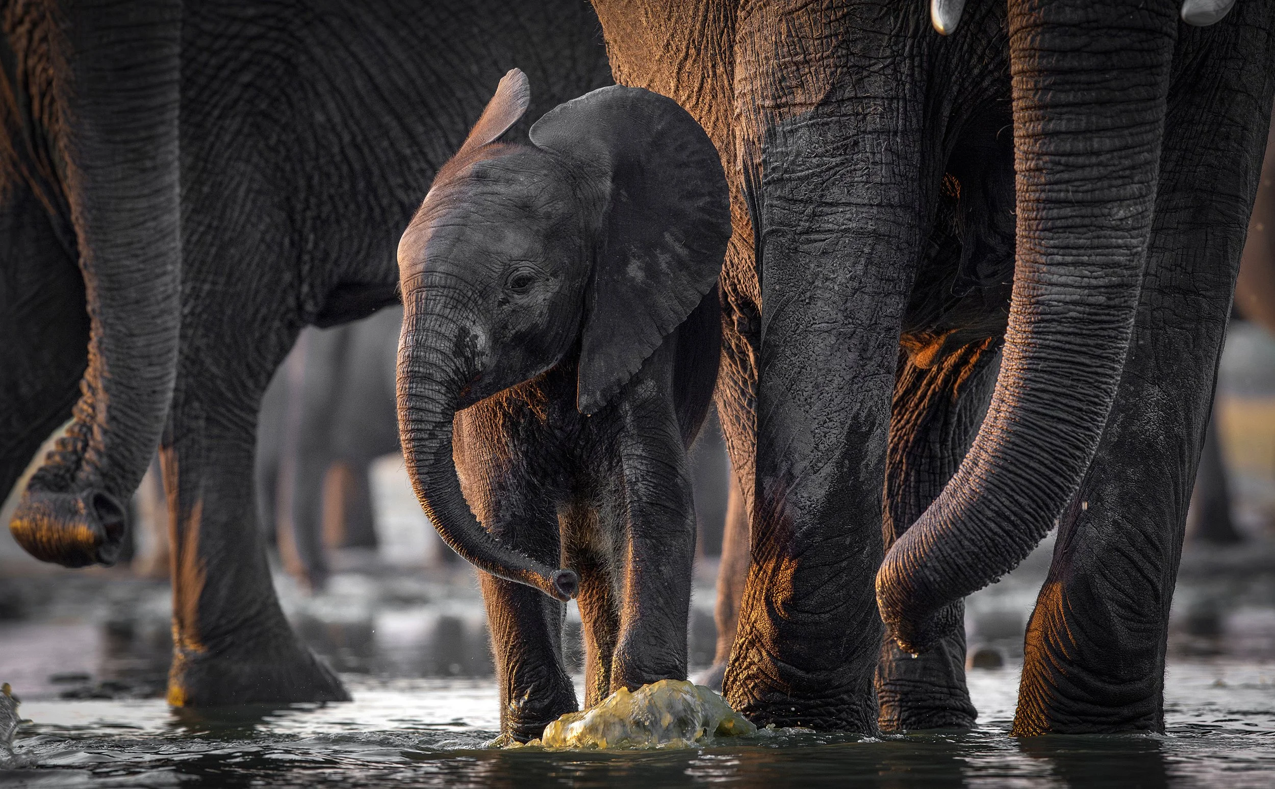 Hwange Zimbabwe 2023