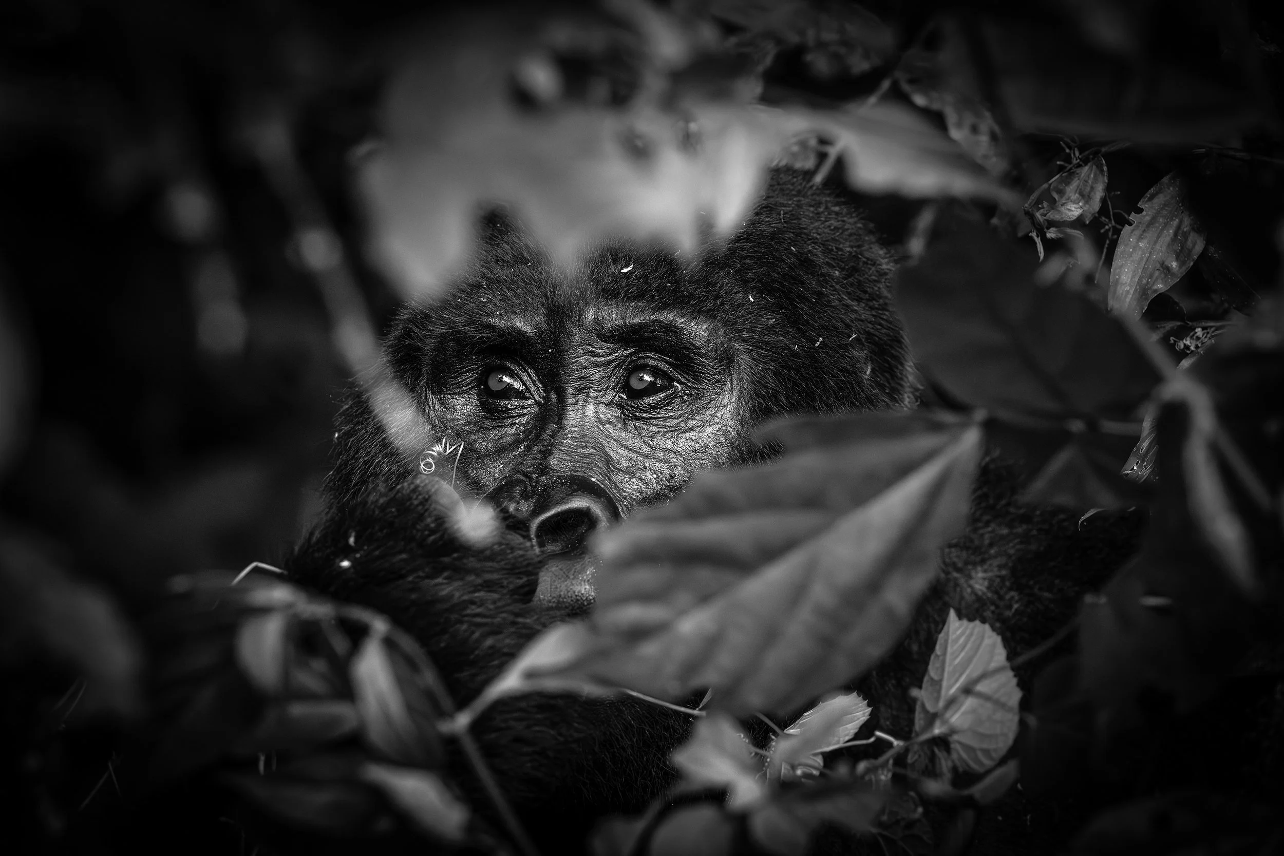 Bwindi Impenetrable Forest Uganda 2024