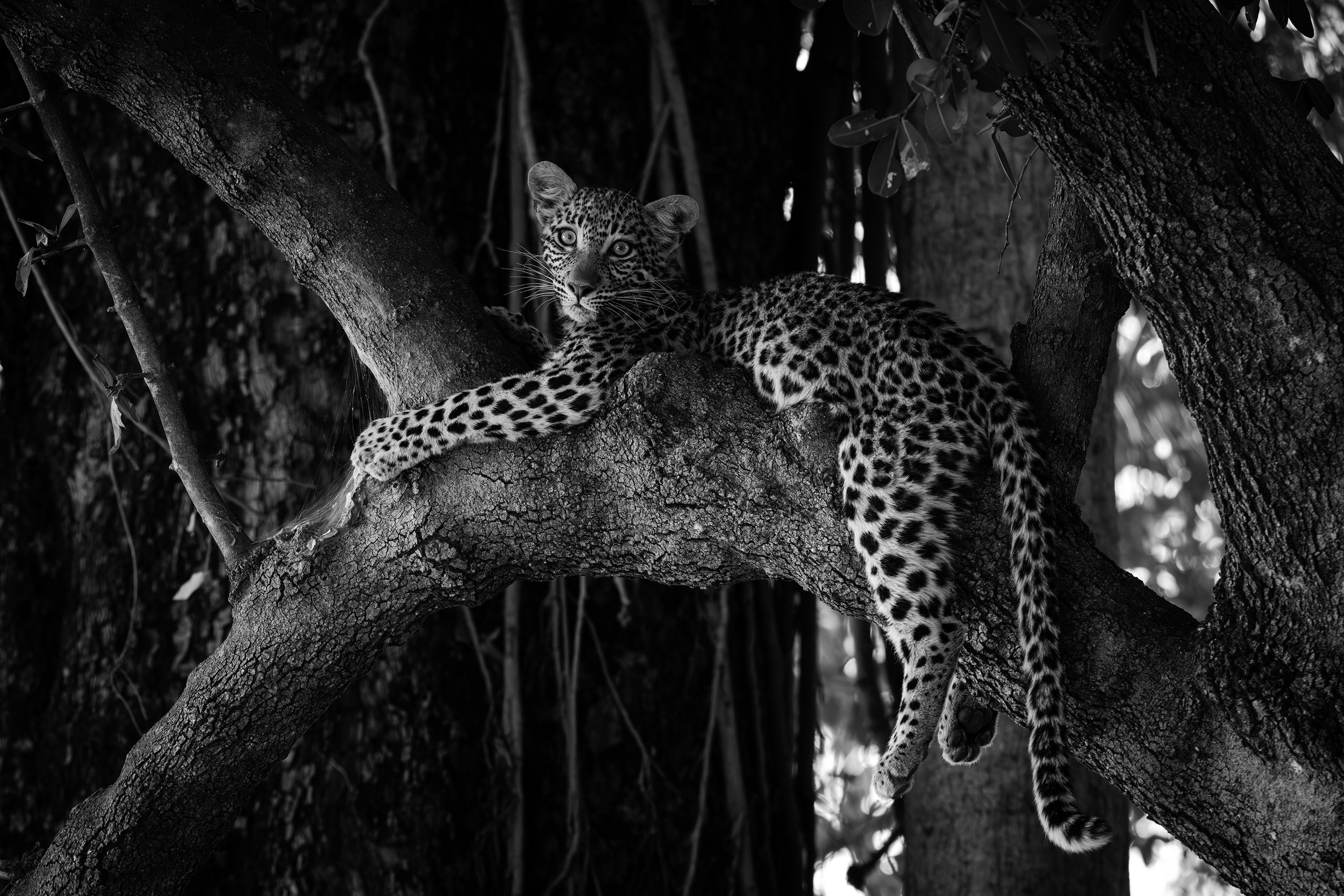 Okavango Delta Botswana 2024