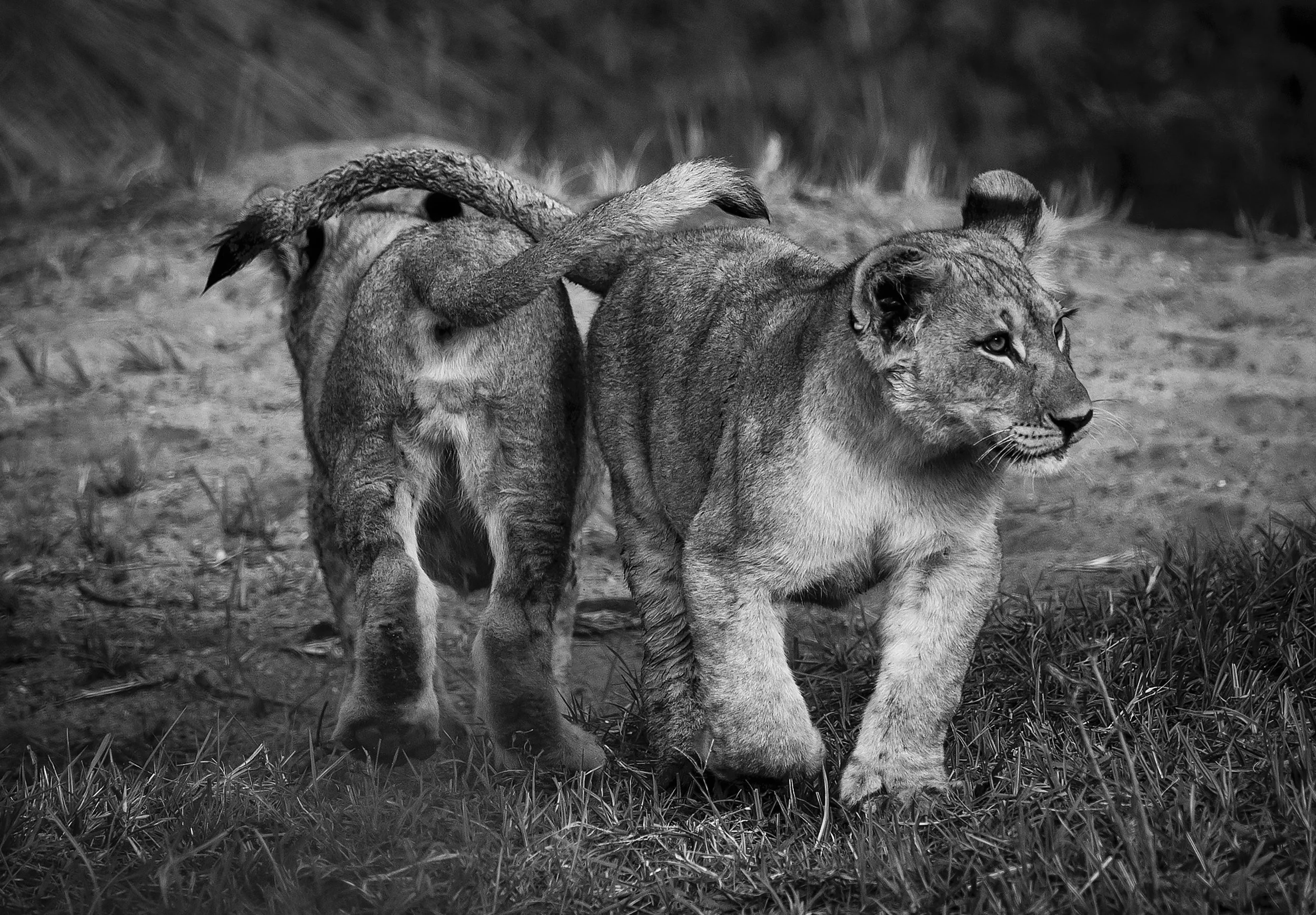 Welgevonden South Africa 2019