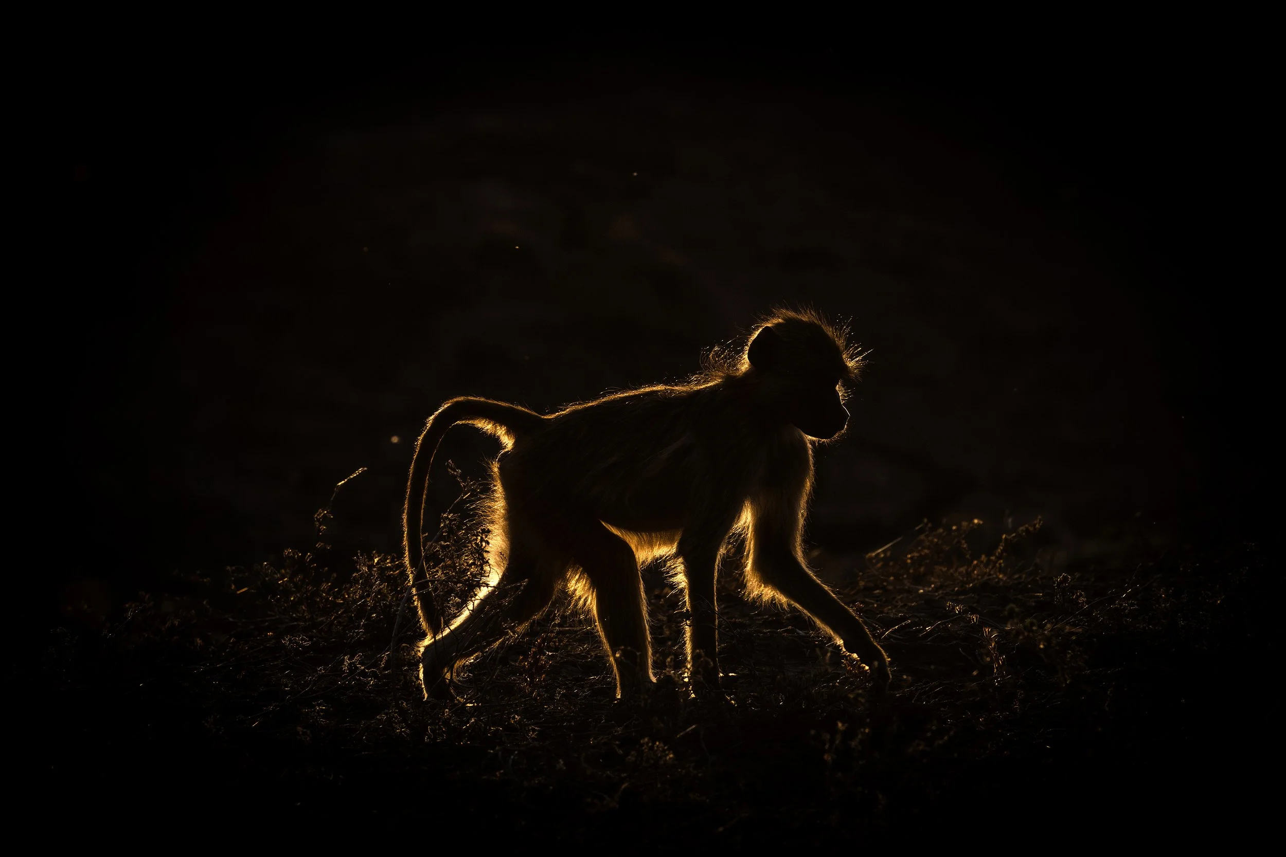 South Luangwa Zambia 2025