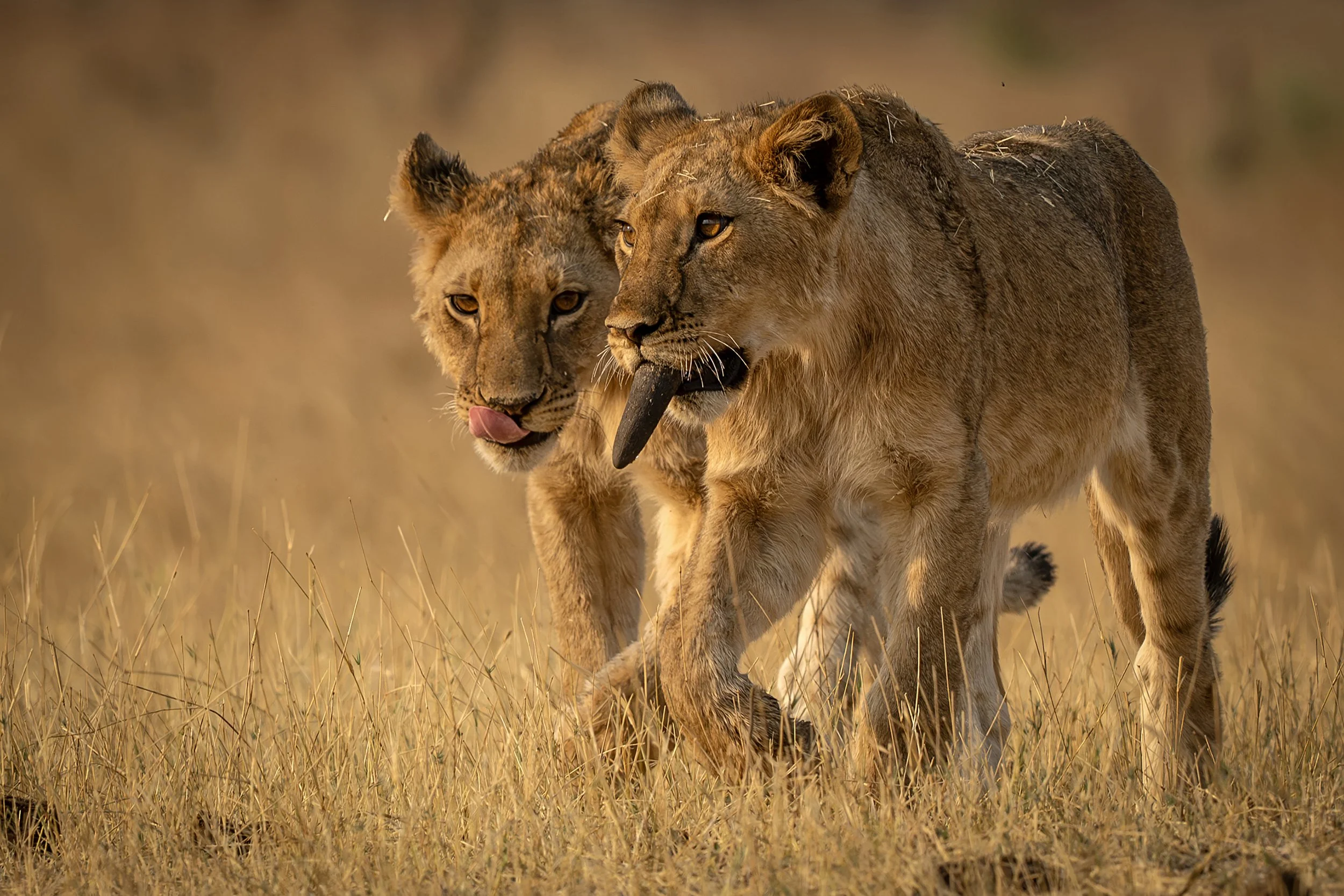 Hwange Zimbabwe 2023