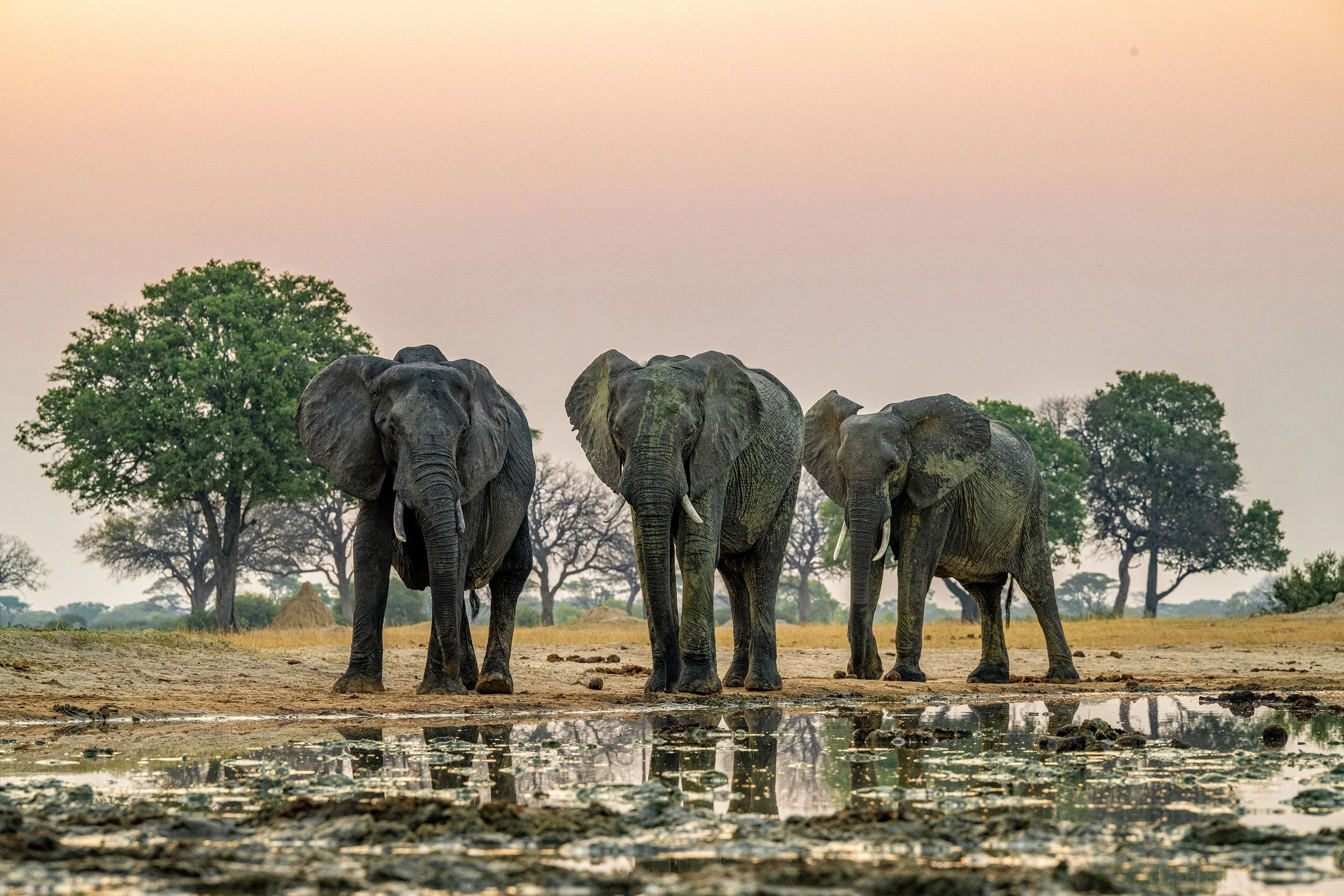 Hwange Zimbabwe 2023