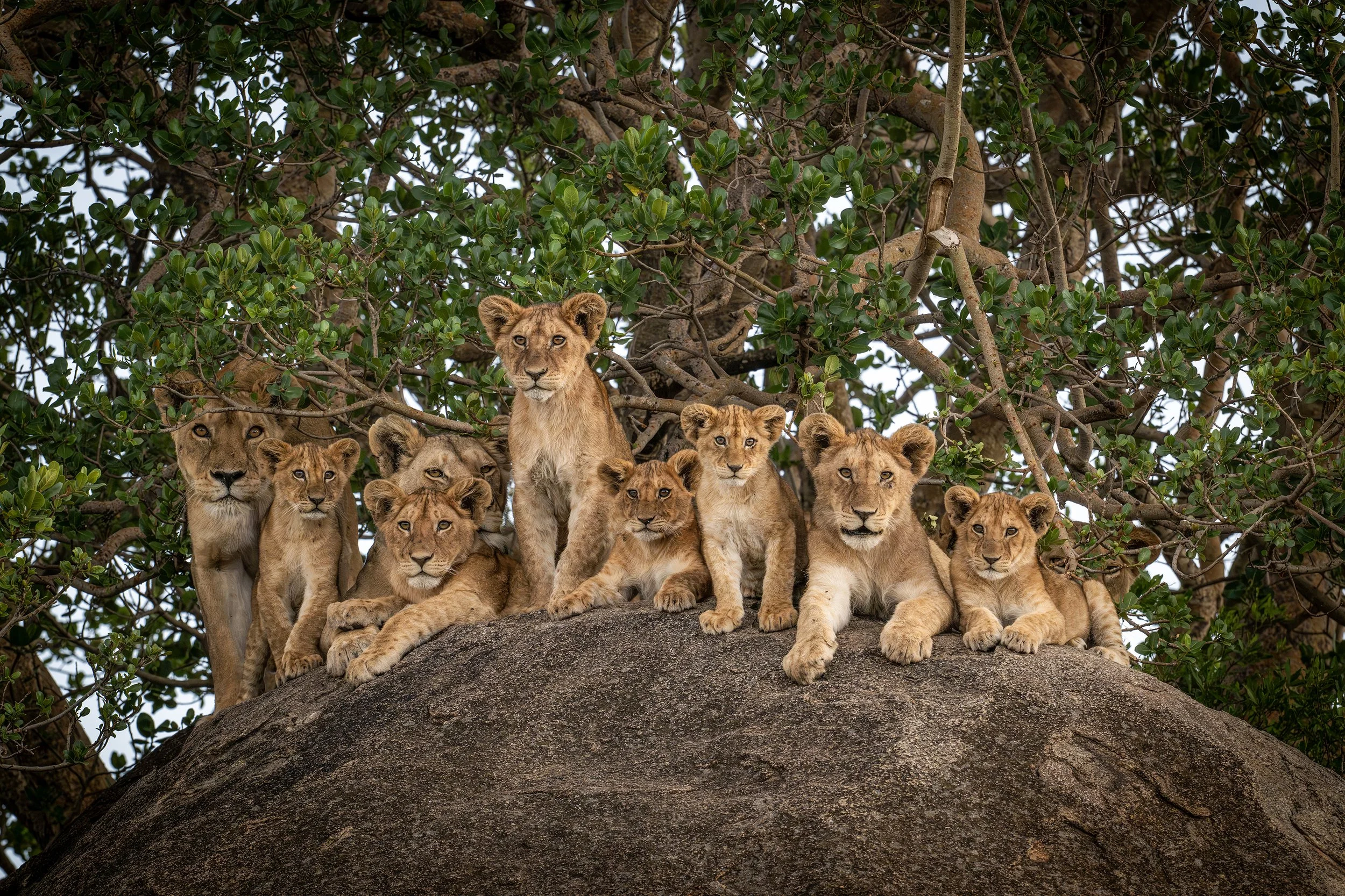 Serengeti Tanzania 2025