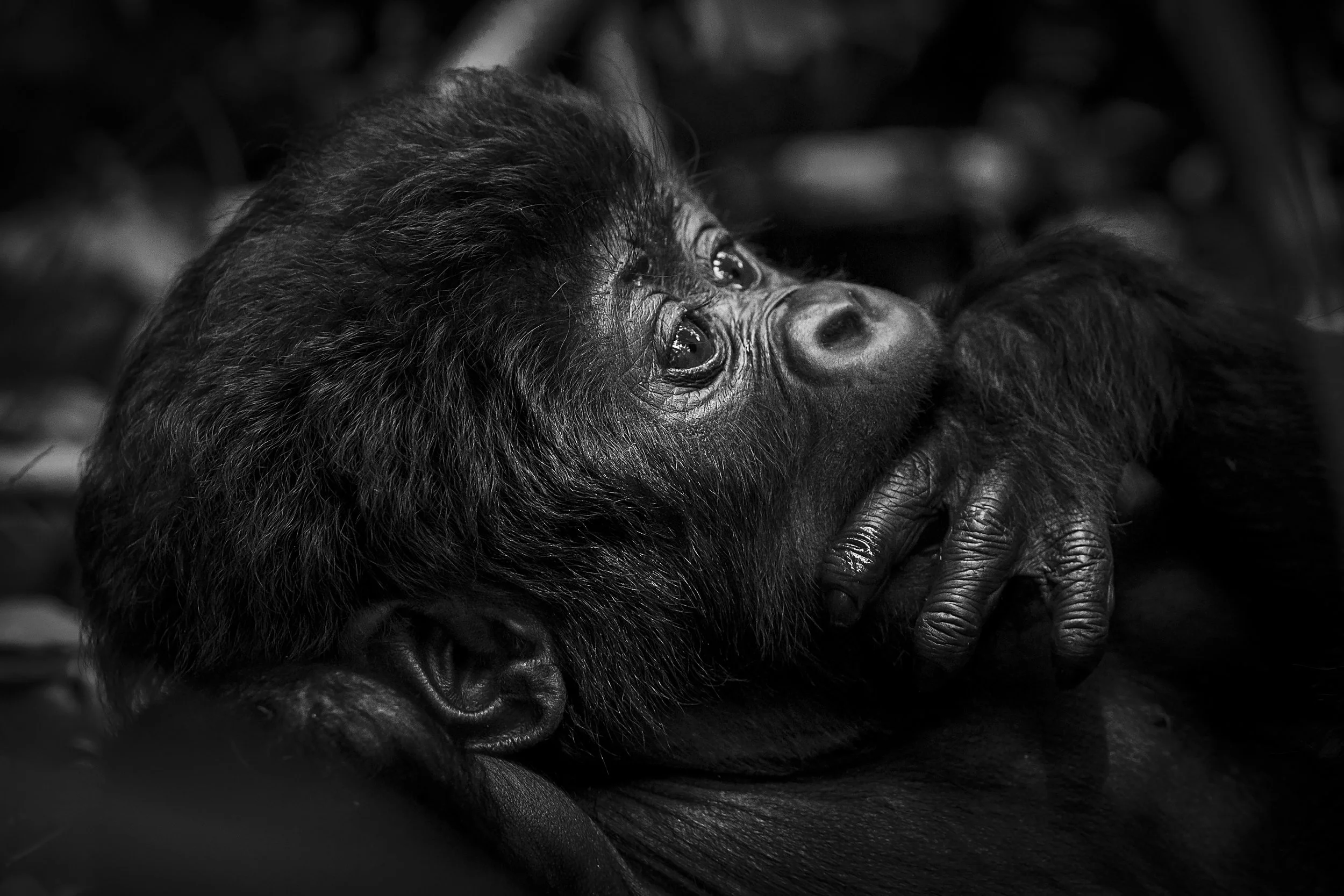 Bwindi Impenetrable Forest Uganda 2024