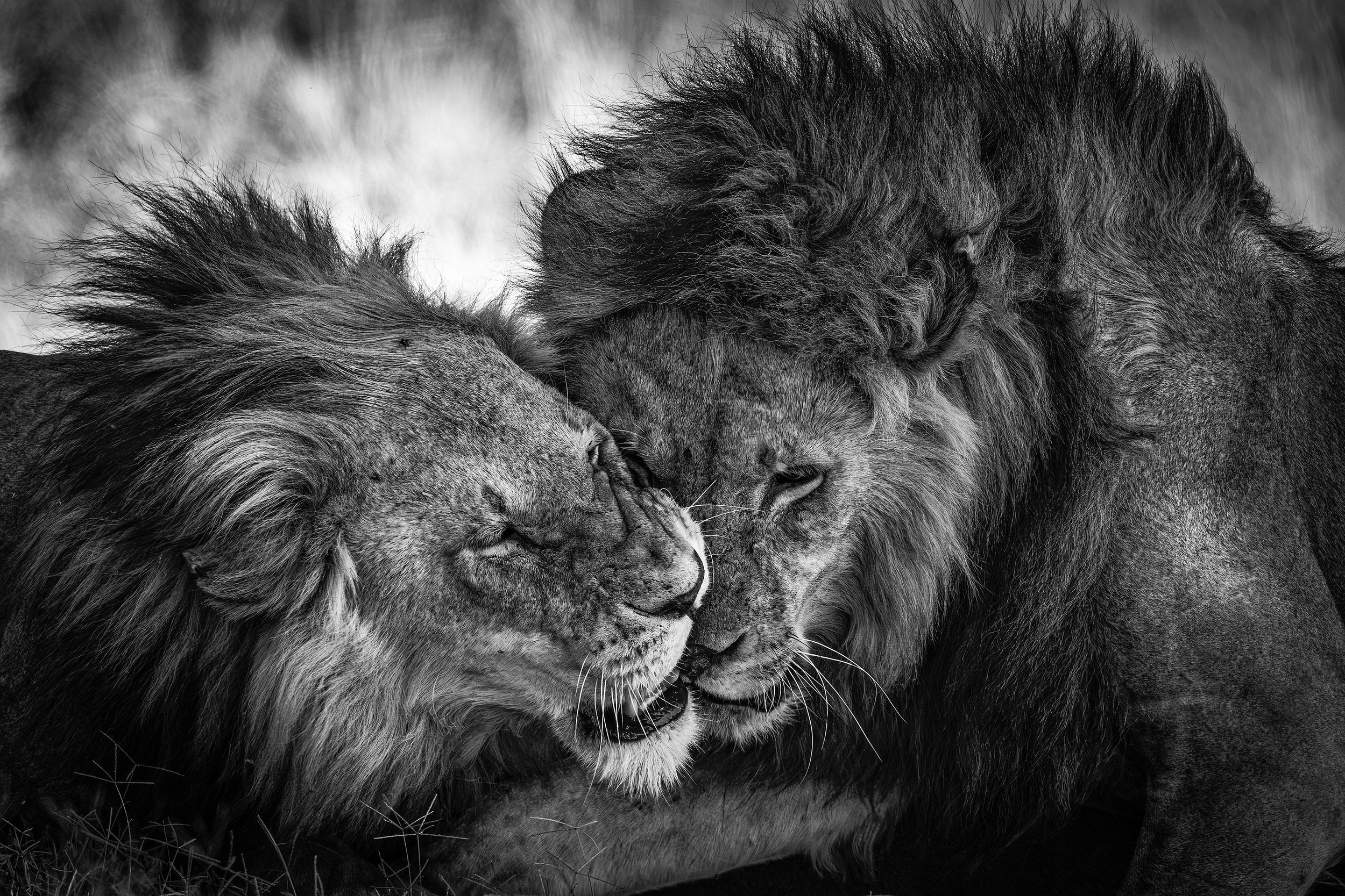 Serengeti Tanzania 2025