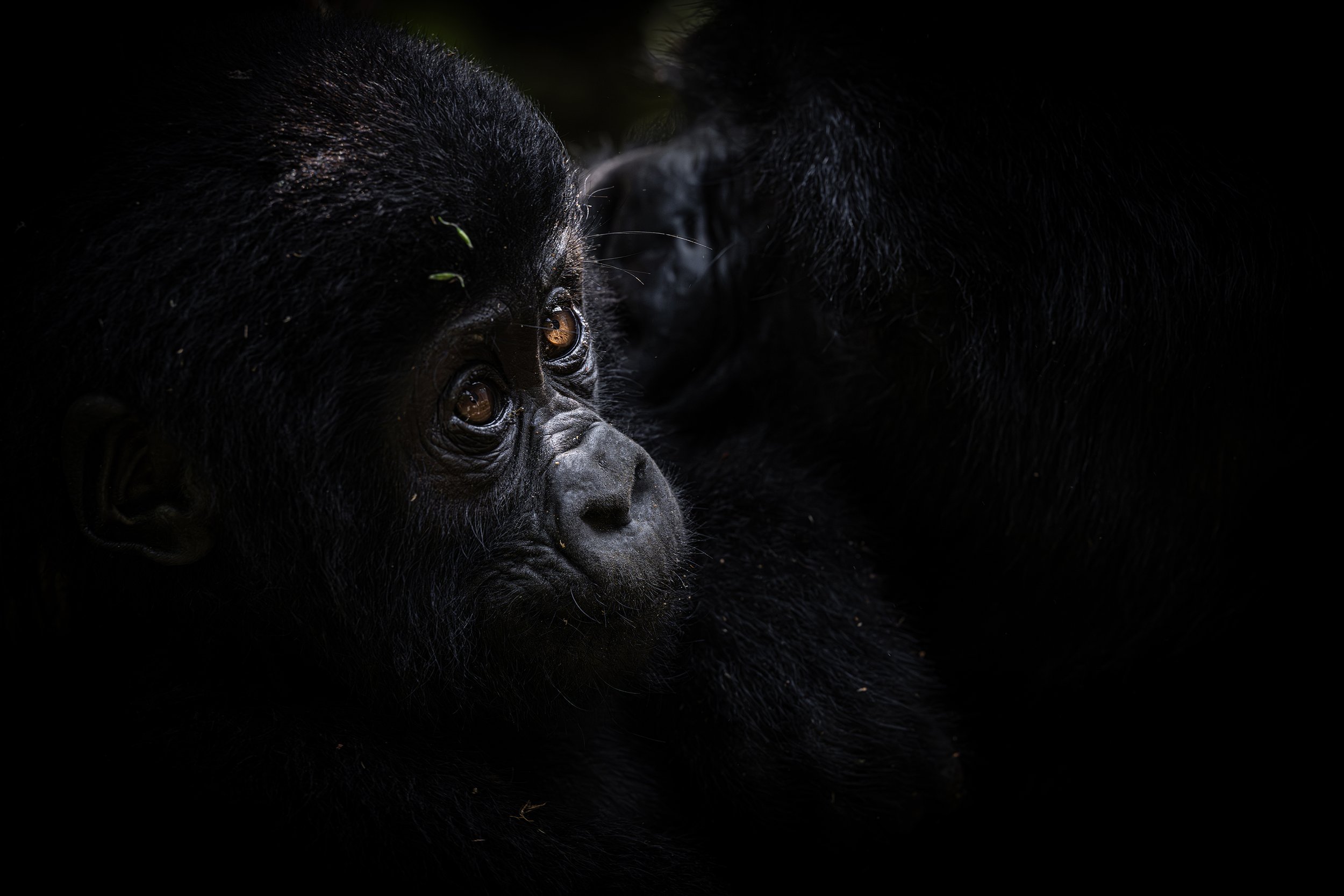 Bwindi Impenetrable Forest Uganda 2024