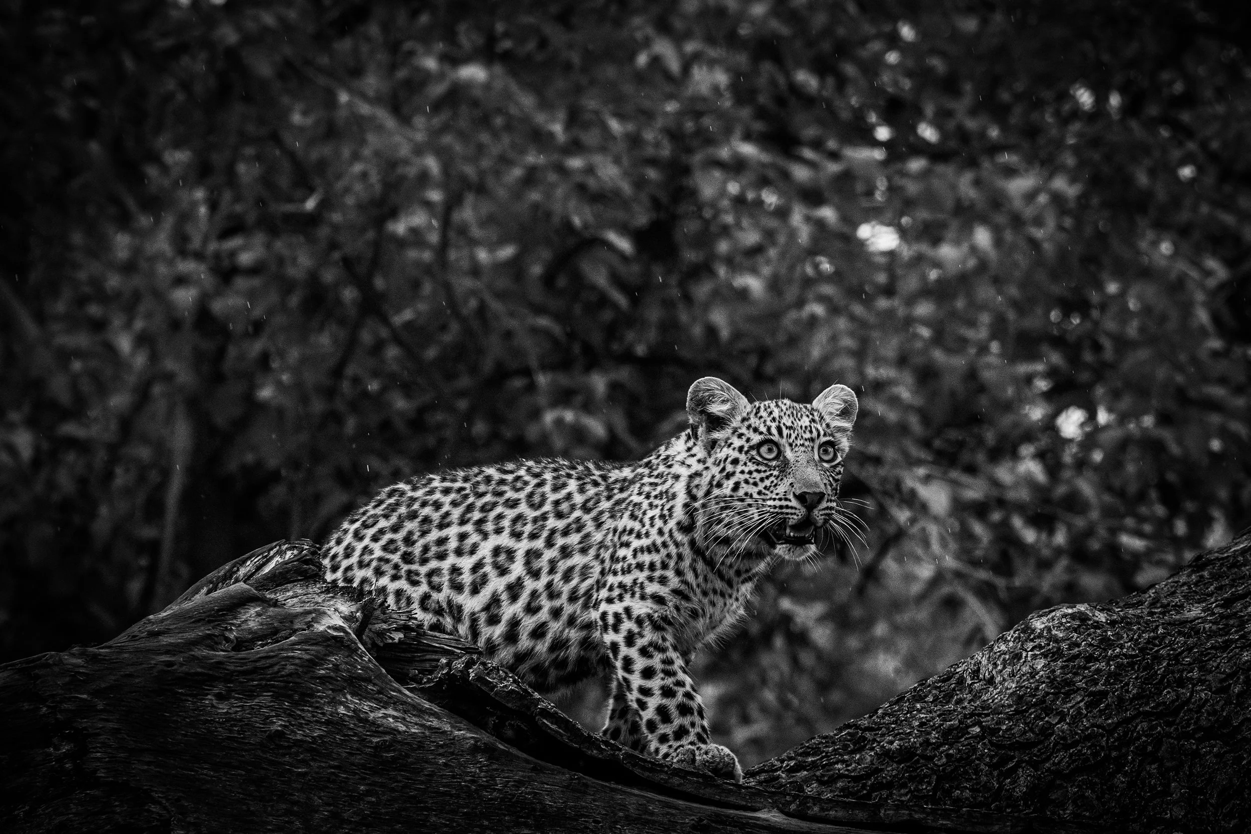 Okavango Delta Bostwana 2023