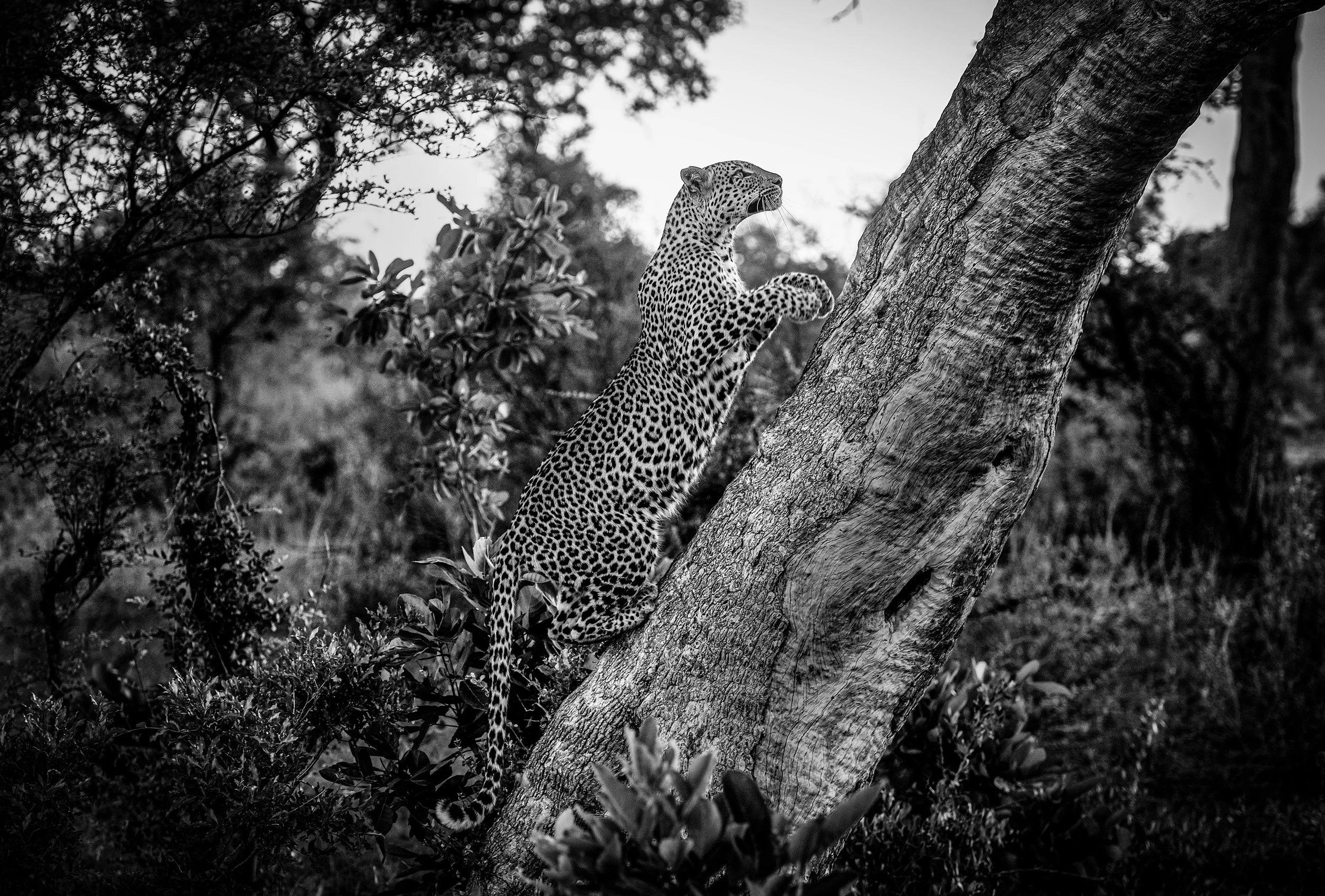 Okavango Delta Botswana 2022