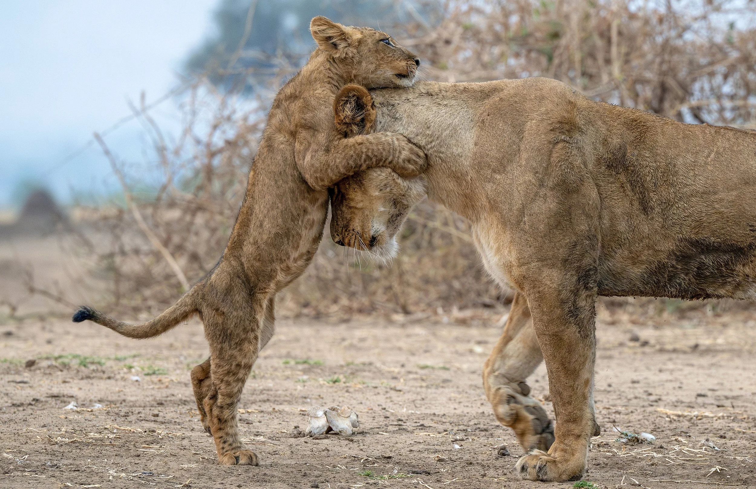 Hwange Zimbabwe 2023