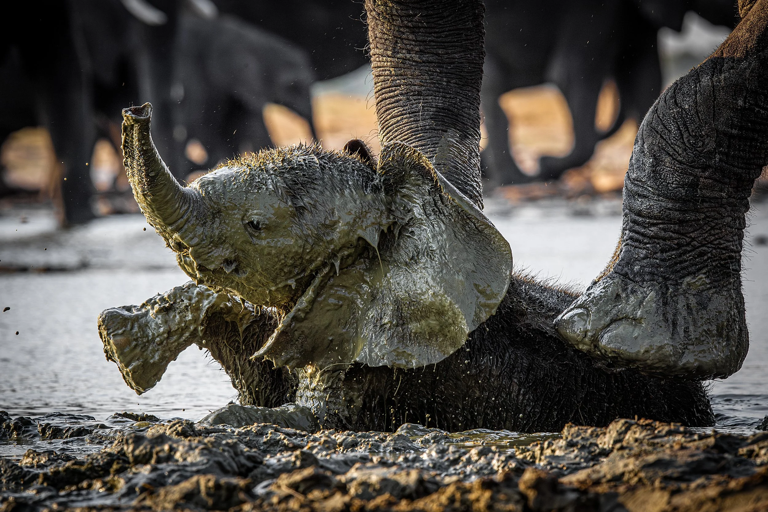 Hwange Zimbabwe 2023